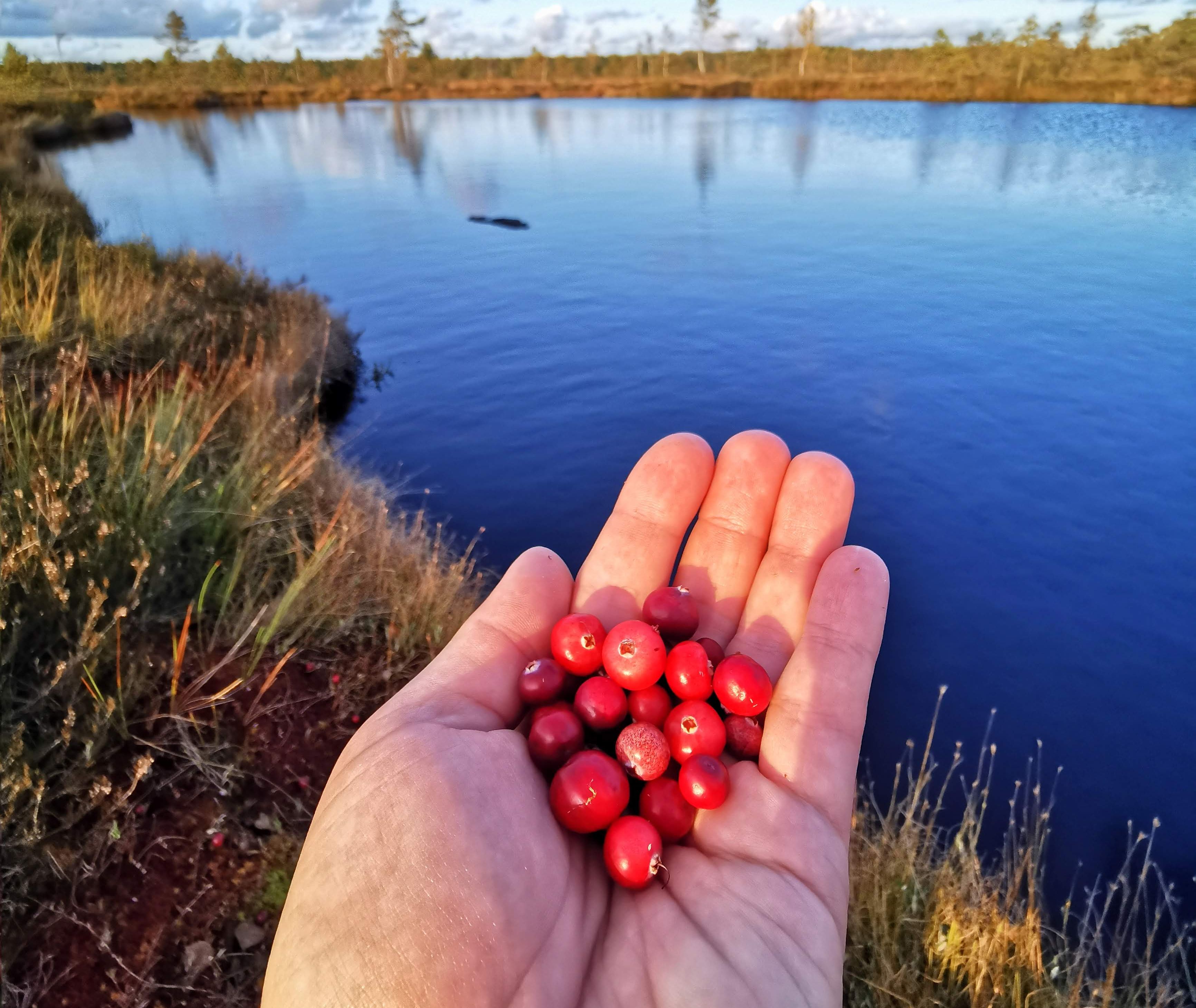 Cranberries by Rääma Bog