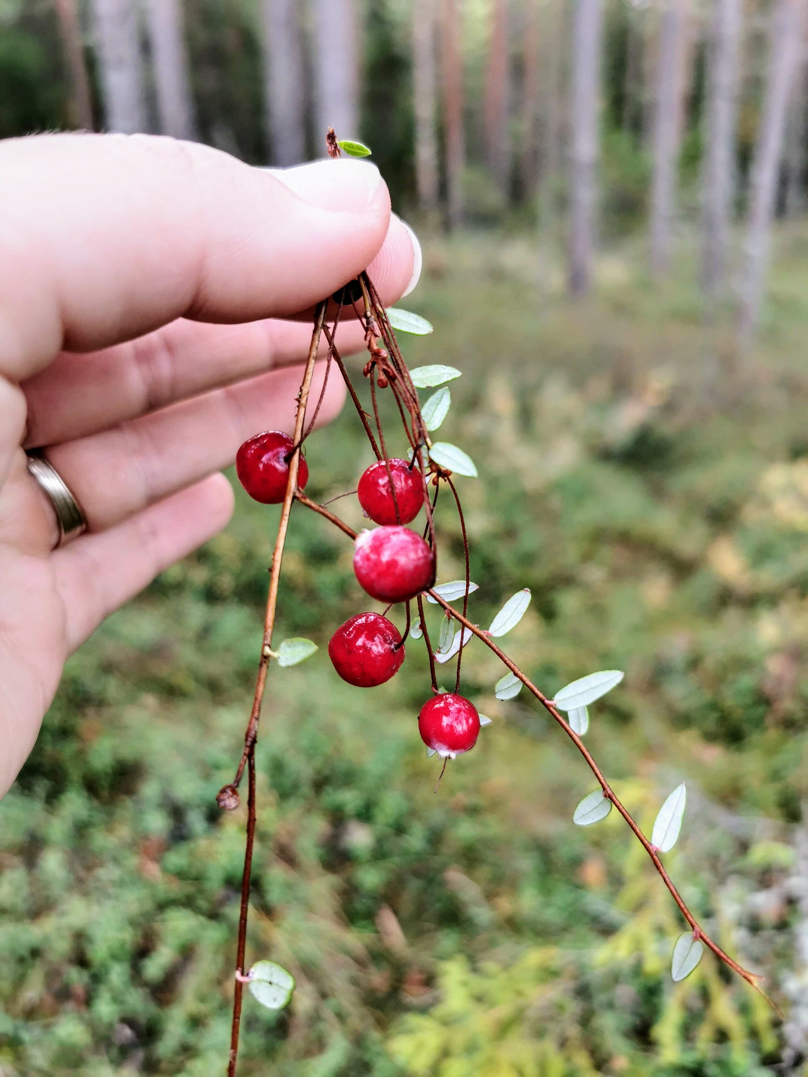 Cranberries, Estonian superfood