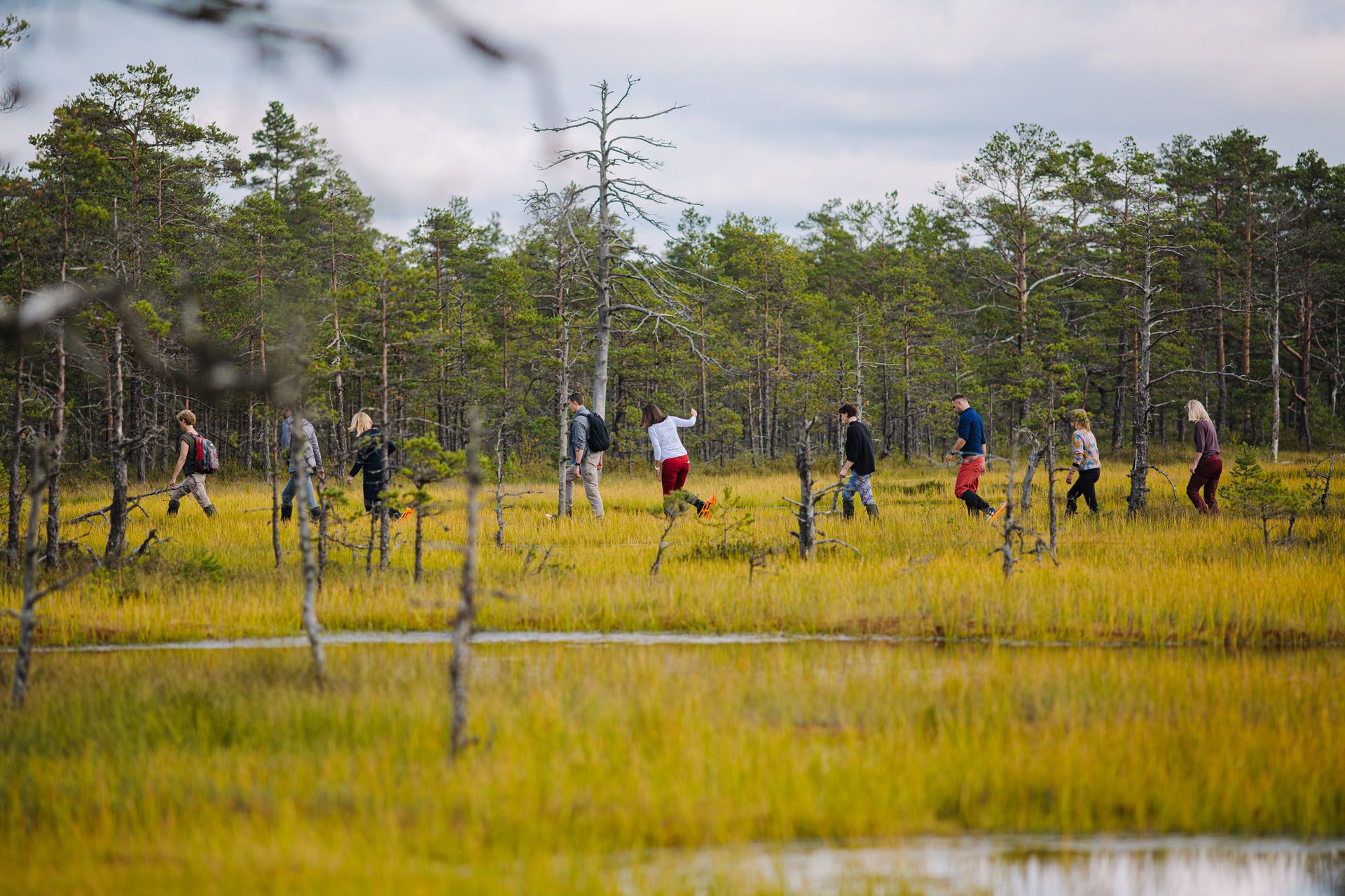 Bogshoe hike to bog to pick cranberries