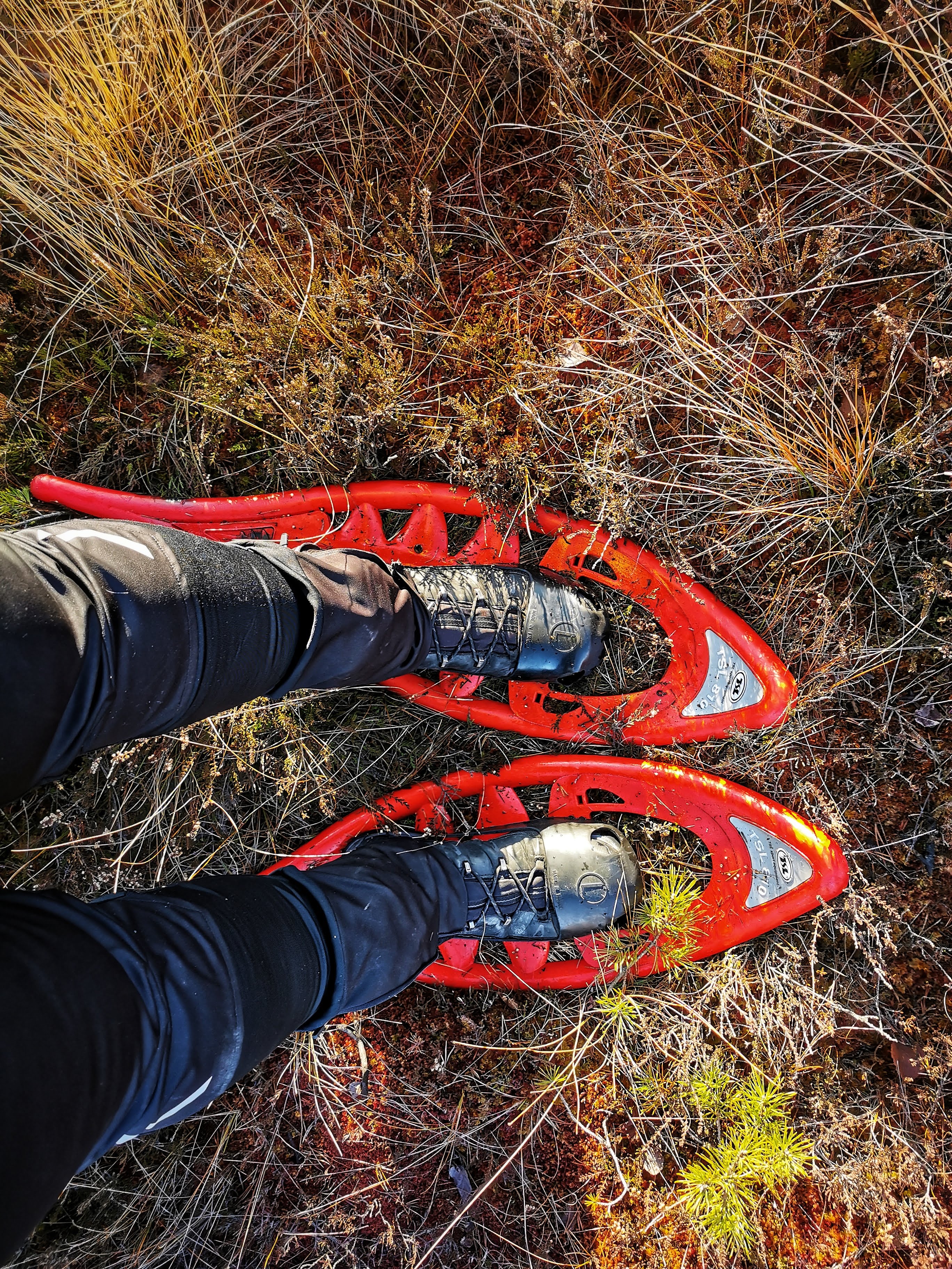 You can easily pick cranberries with snowshoes.