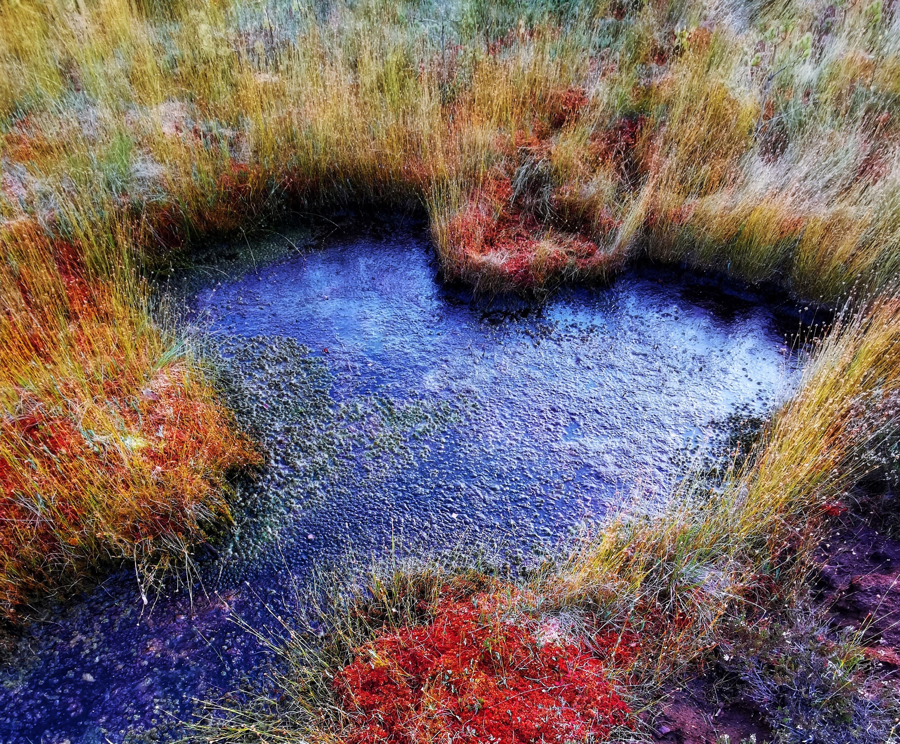 Coloful bog terrain in the fall