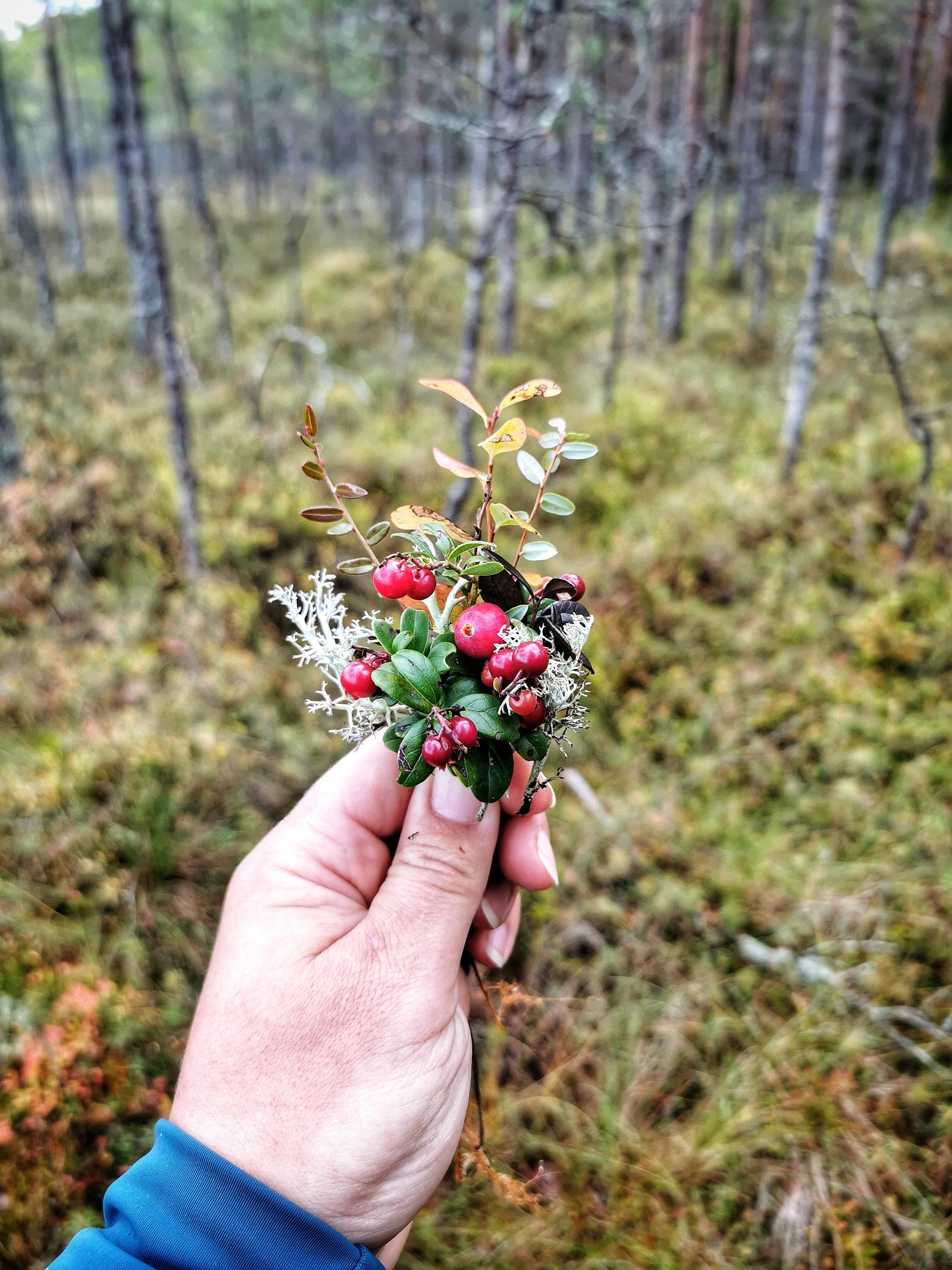 Cranberries and lingonberries in Soomaa national Park