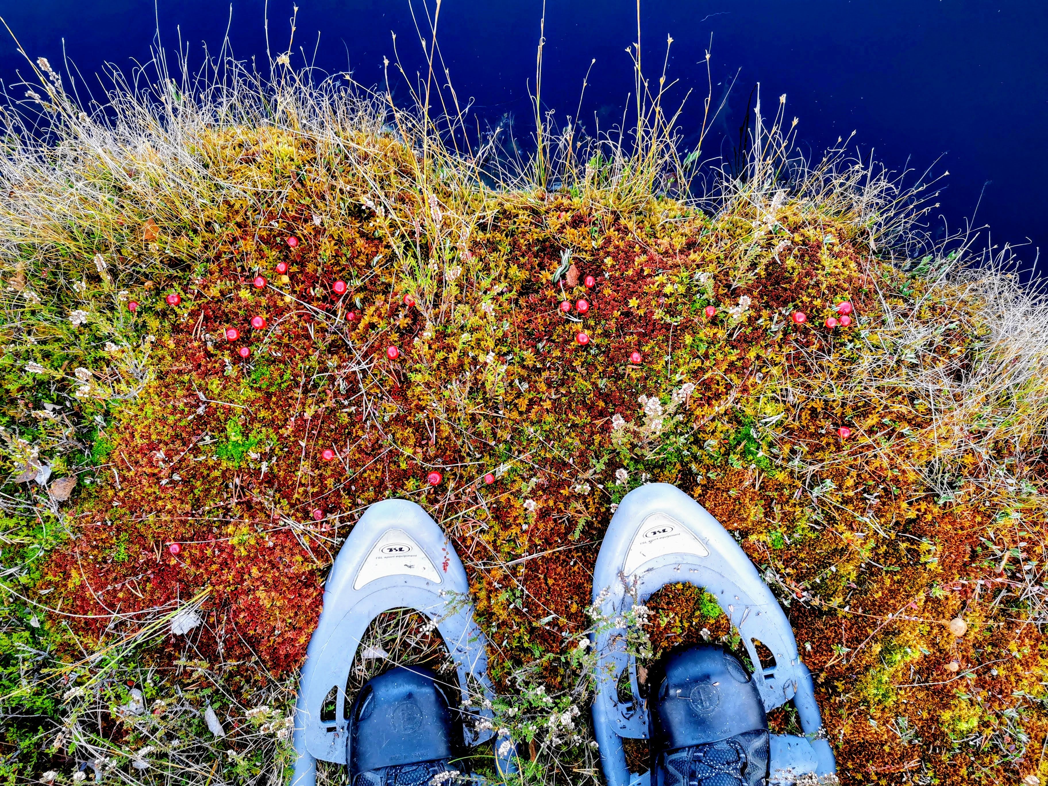 Cranberries by Tolkus Bog