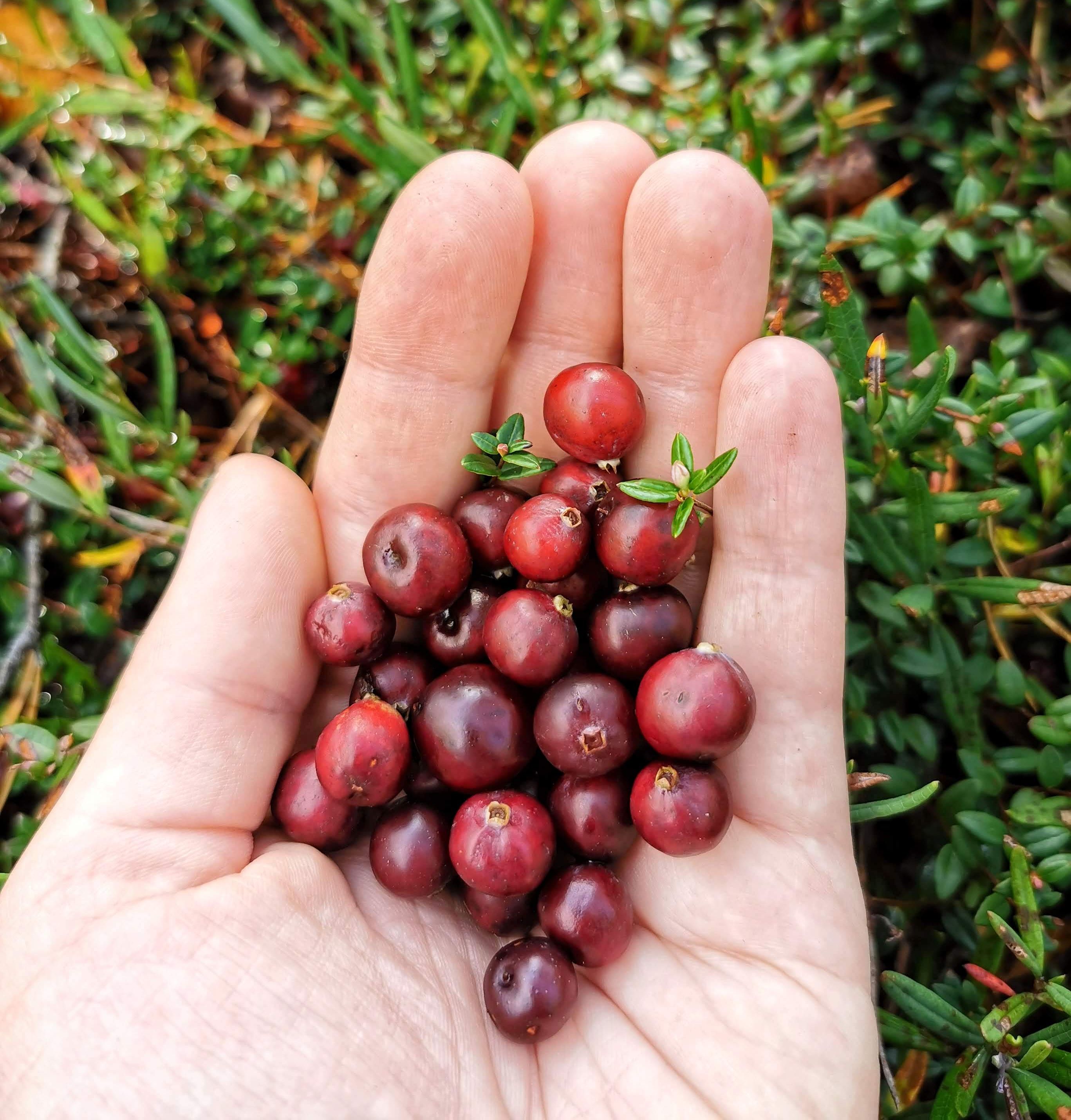 Cranberries from Tolkus Bog