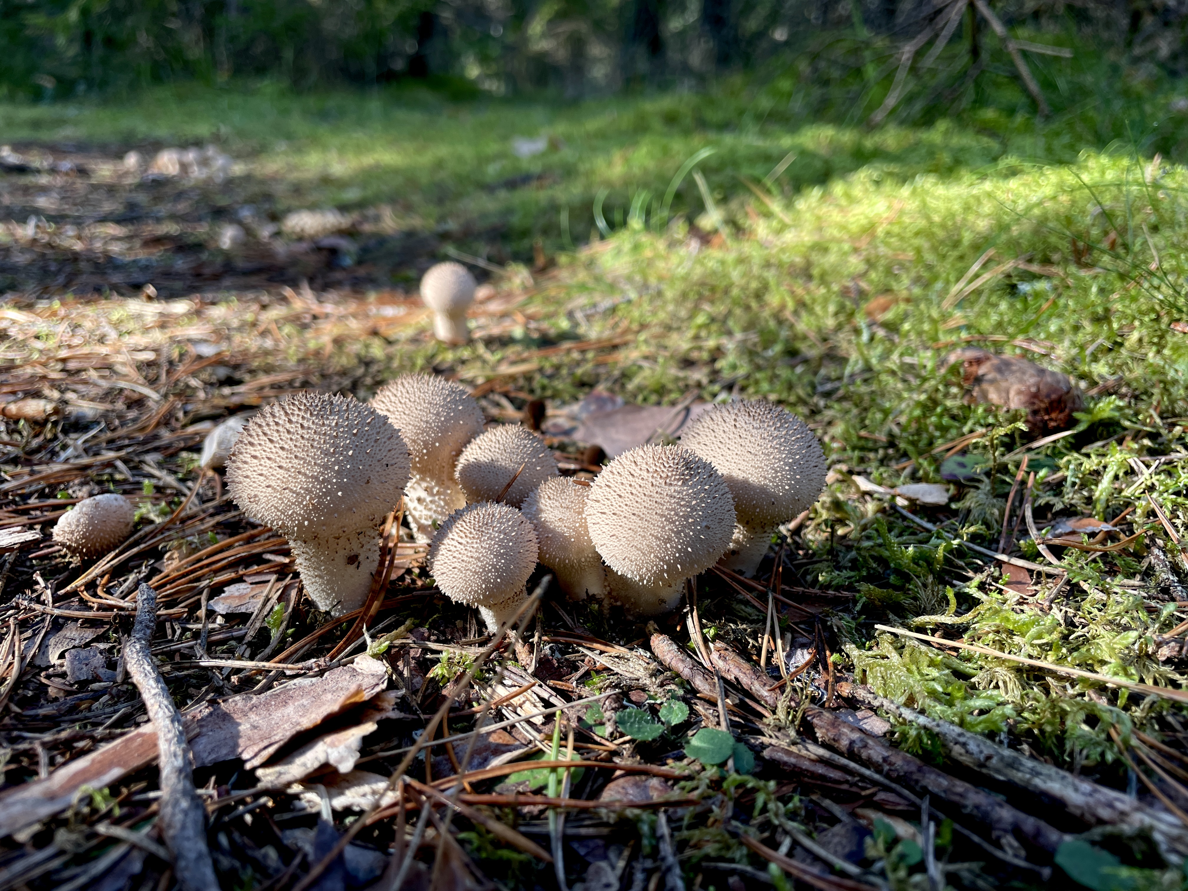 Pilze auf dem Wanderweg