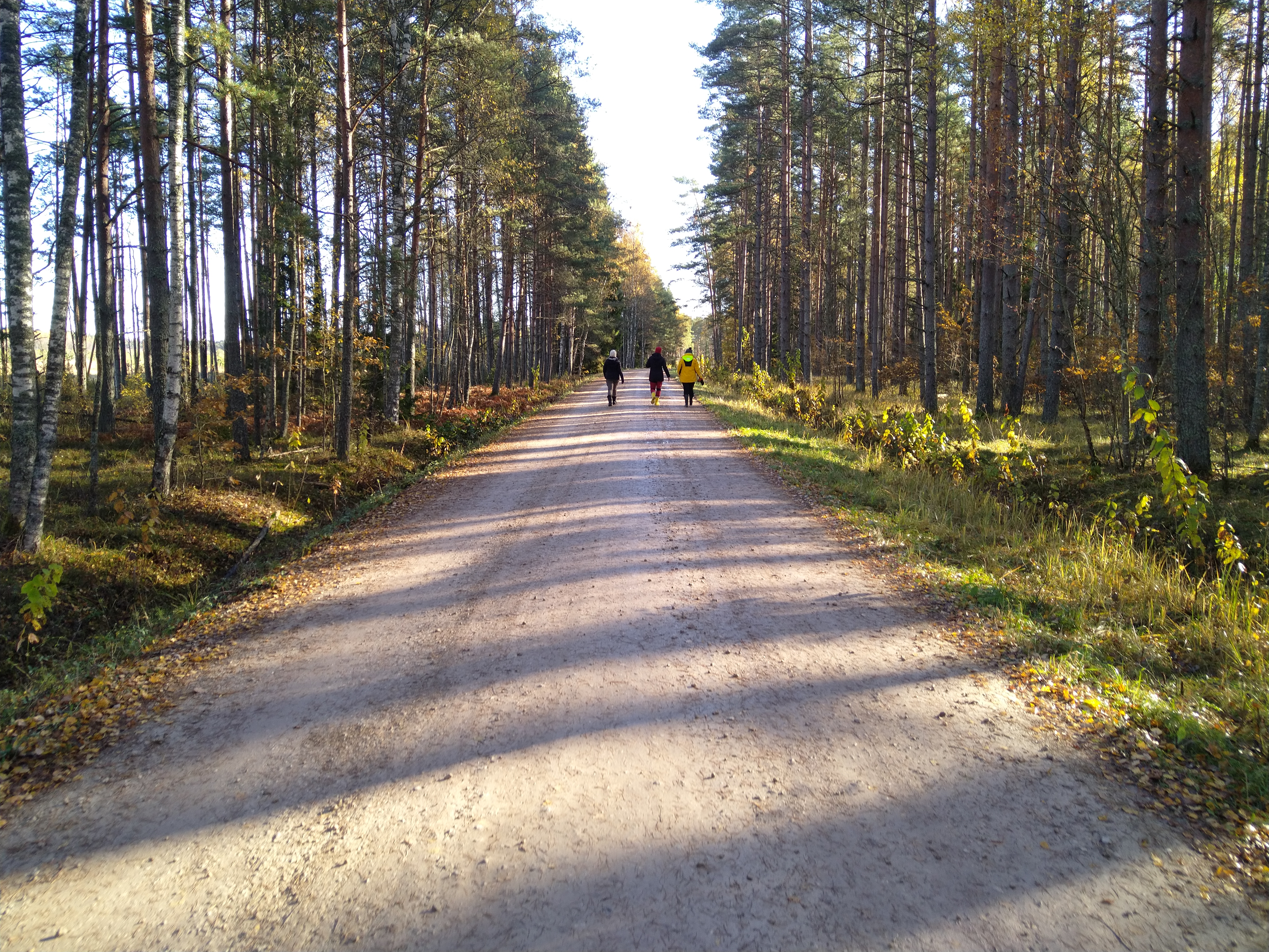 Metsätie Selli-Sillaotsan luontopolulla 