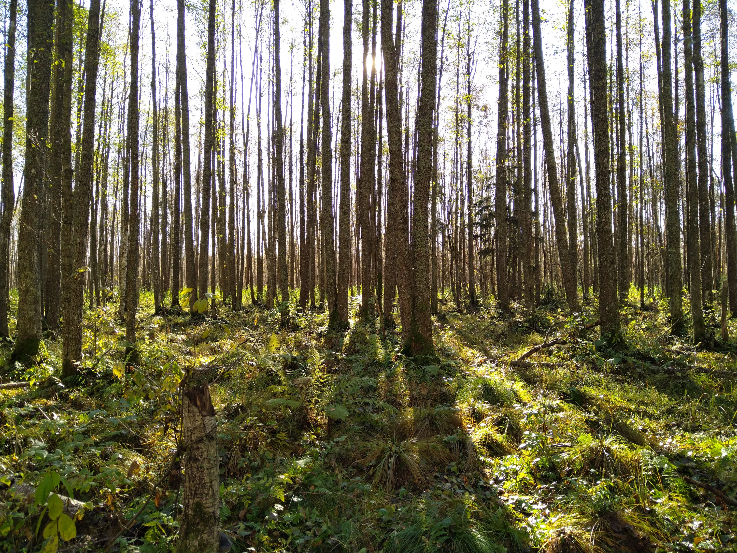 Metsää Selli-Sillaotsan luontopolun varrella 