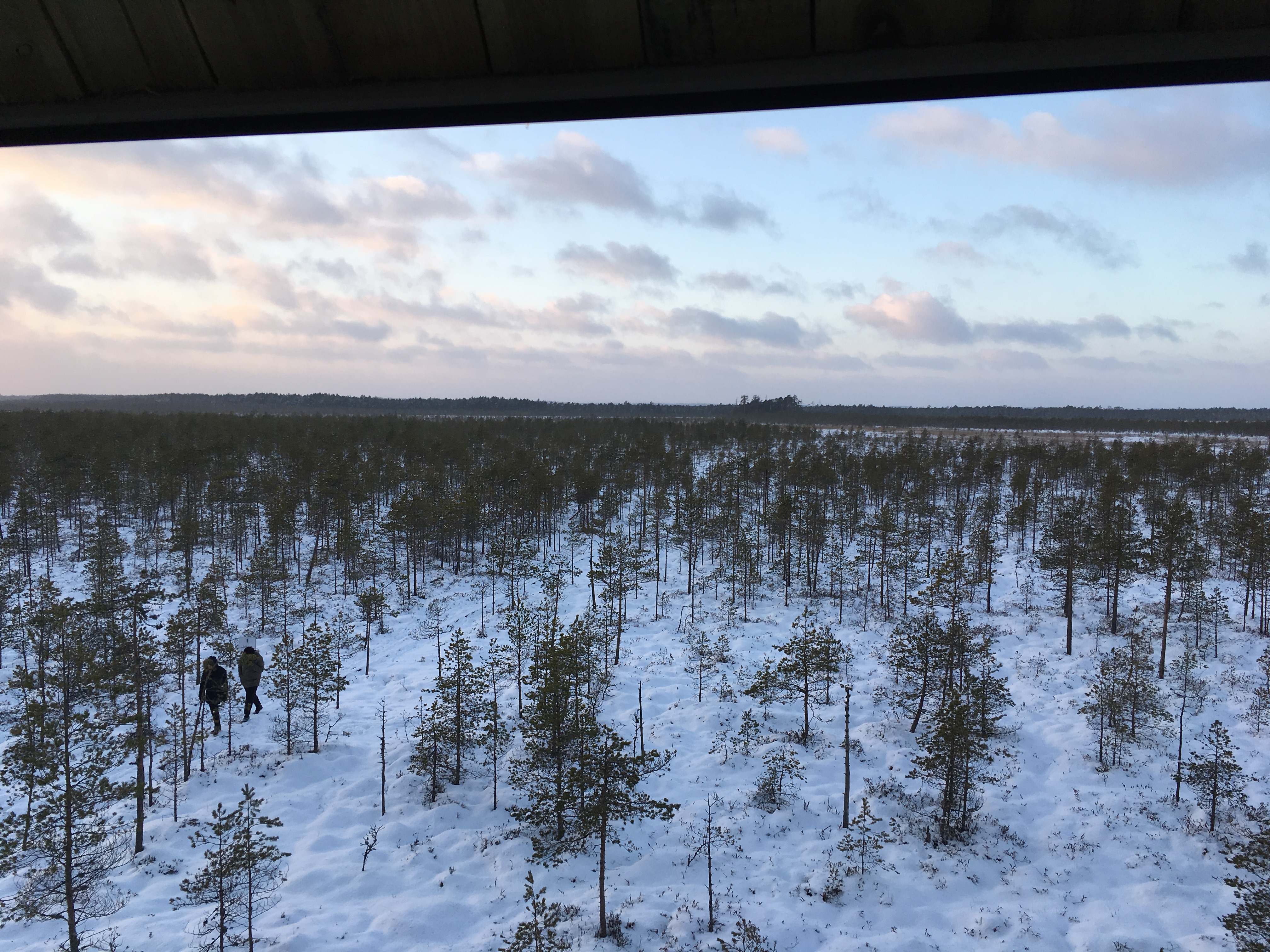 Blick aufs Moor vom Aussichtsturm auf dem Lehrpfad