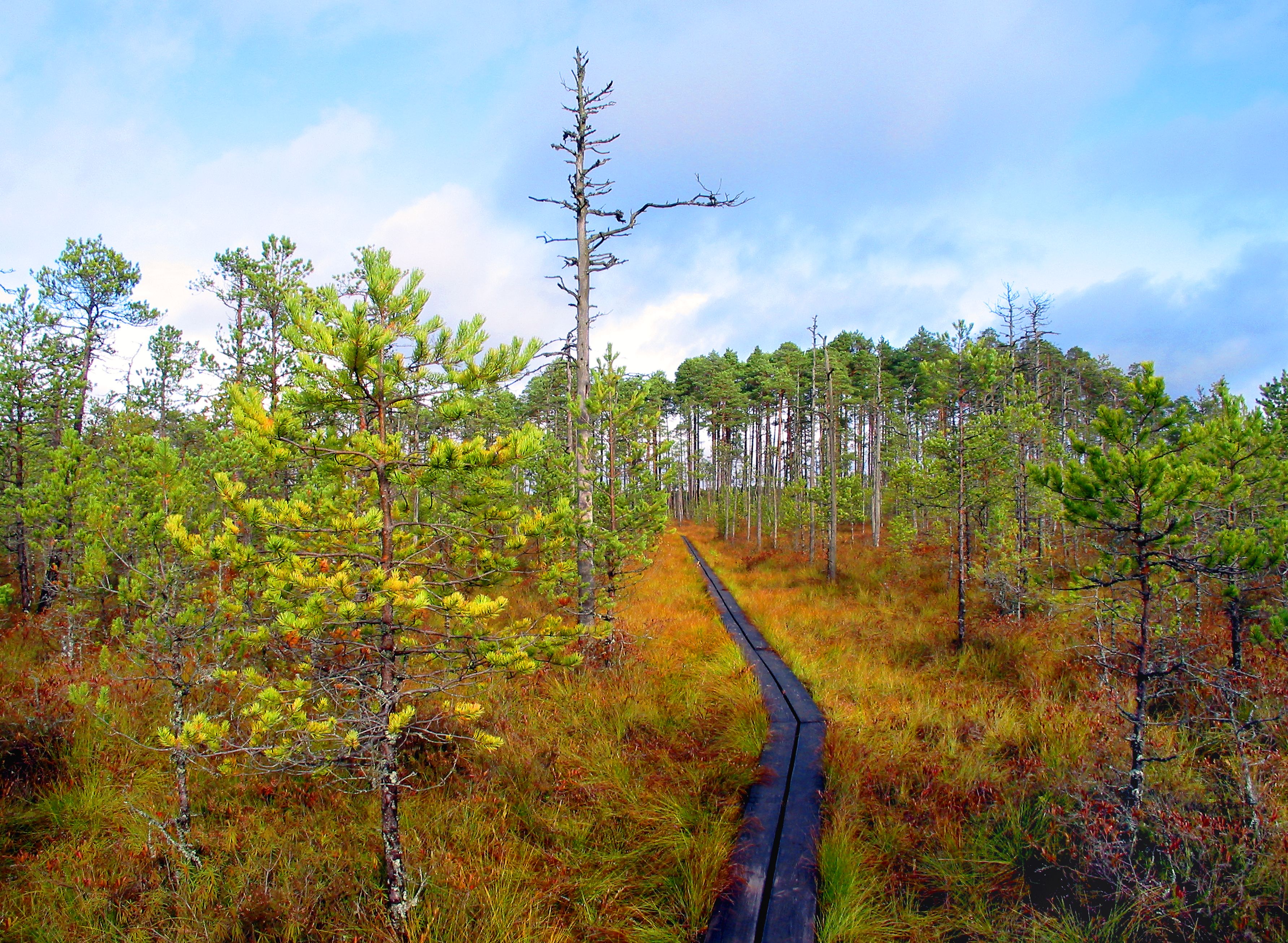 Der Wanderpfad und Naturlehrpfad Selli-Sillaotsa befindet sich im Naturschutzgebiet Alam-Pedja und verläuft durch eine vielseitige Moor- und Waldlands