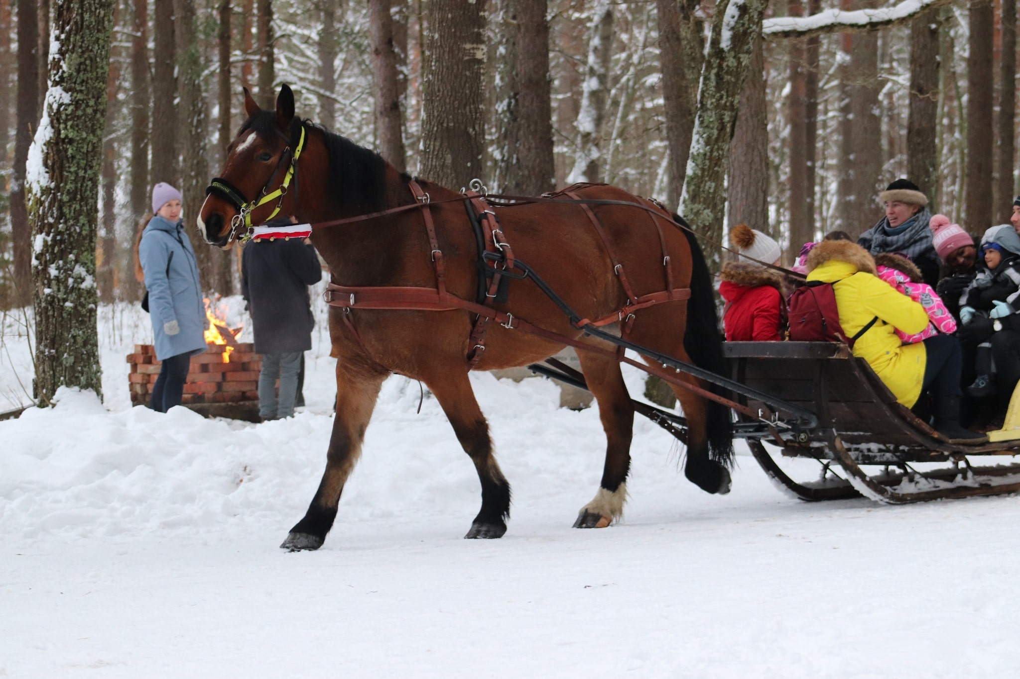 Hobusõit Eesti Vabaõhumuuseumi Jõuluküla