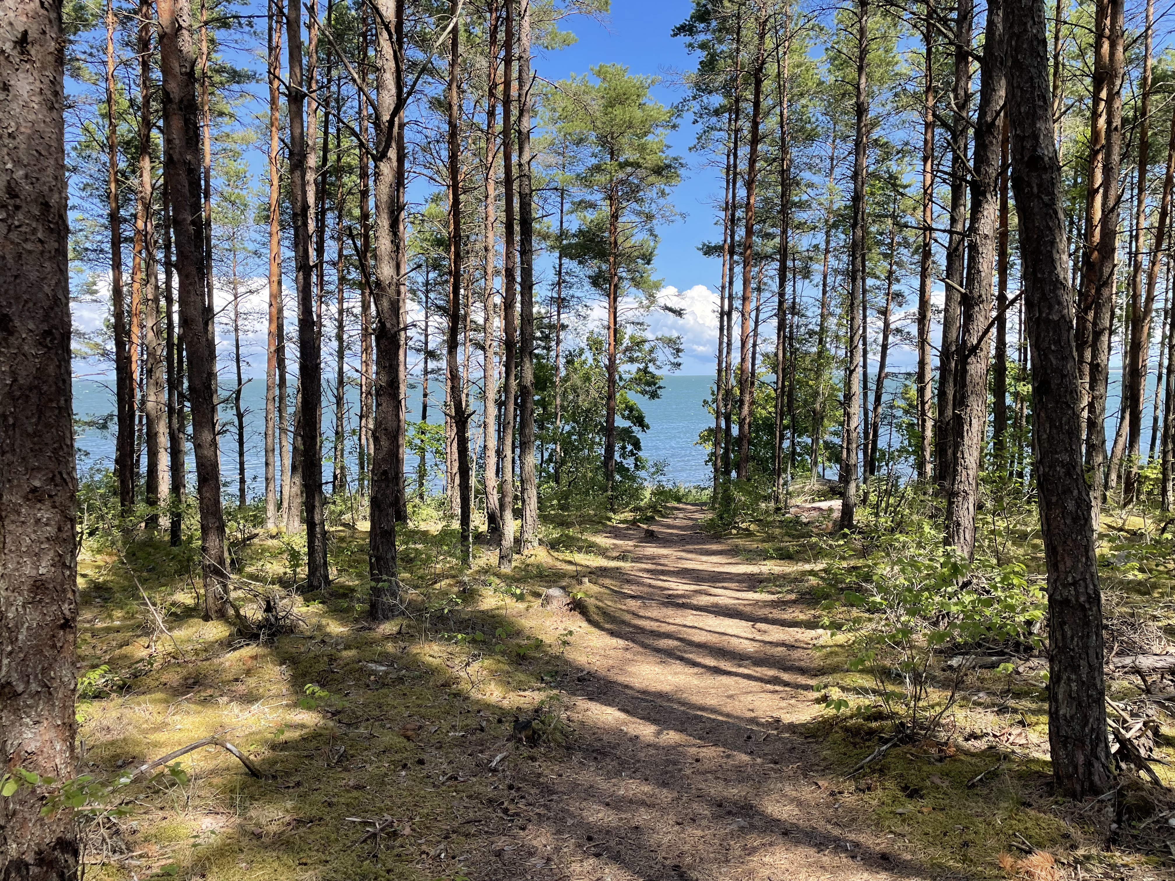 Tee läbi metsa pangale