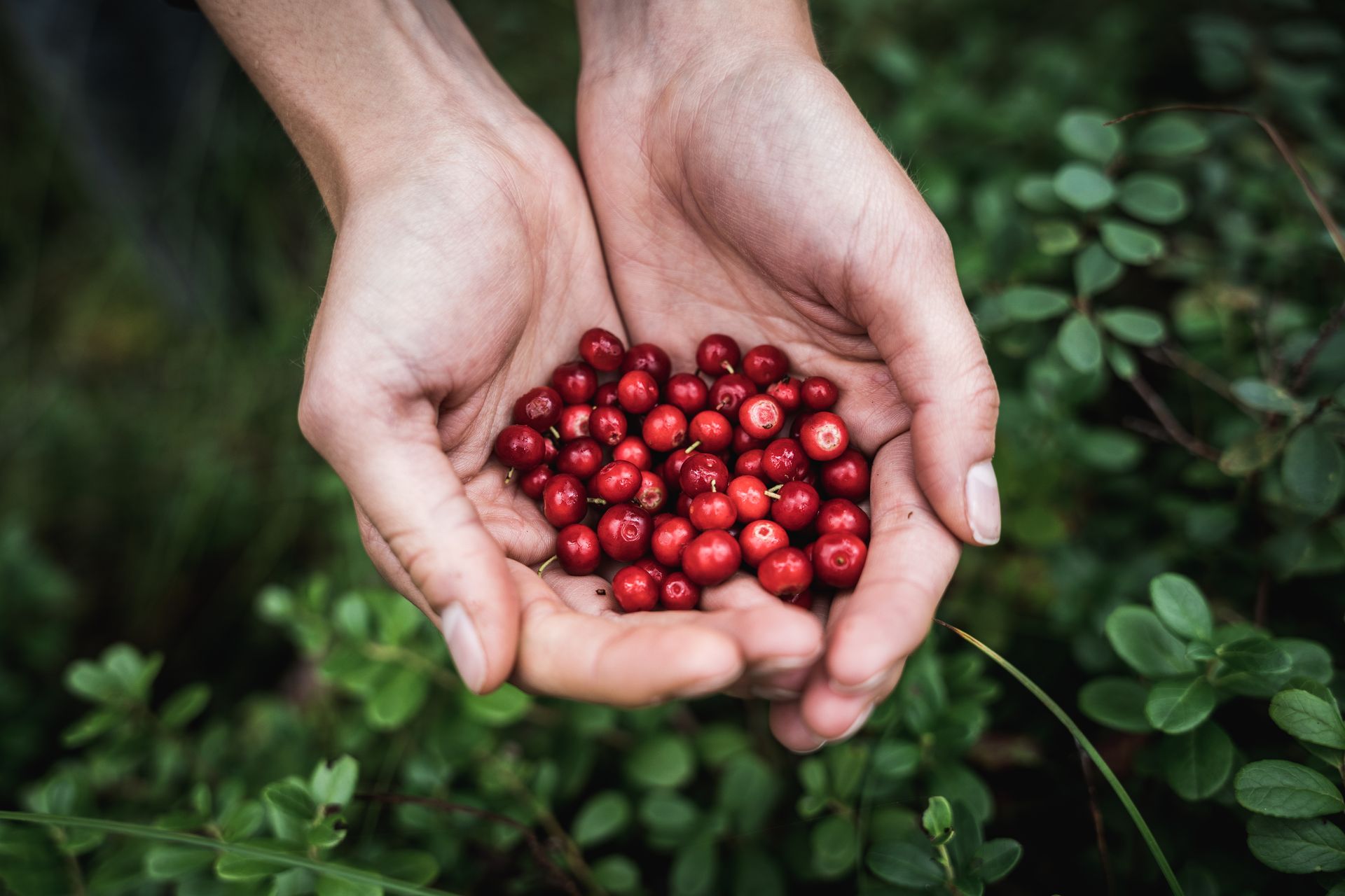 Estnische Waldernte: Preiselbeeren