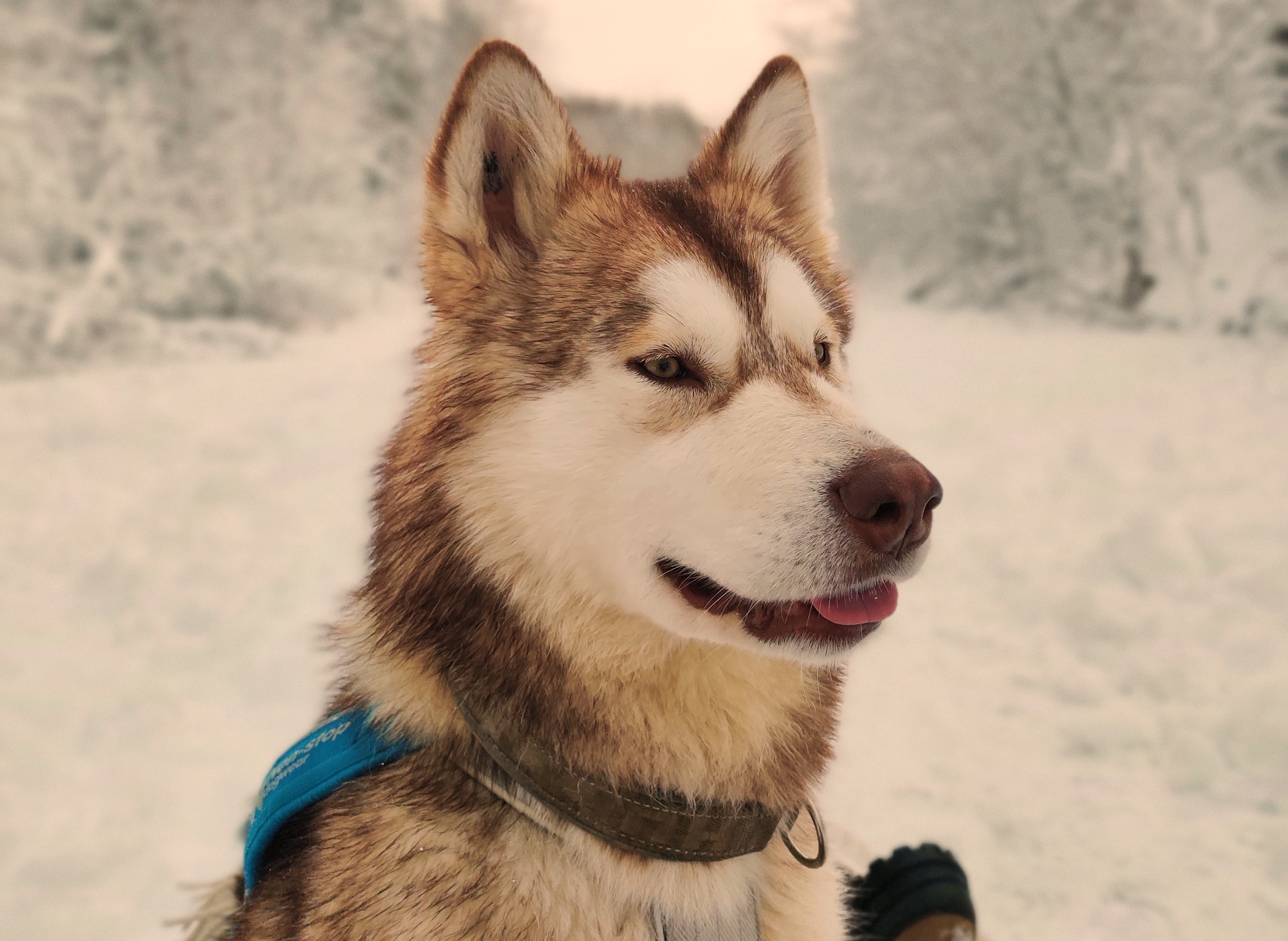 Snowy Cani-Cross Hike with Siberian Huskies in Kõrvemaa