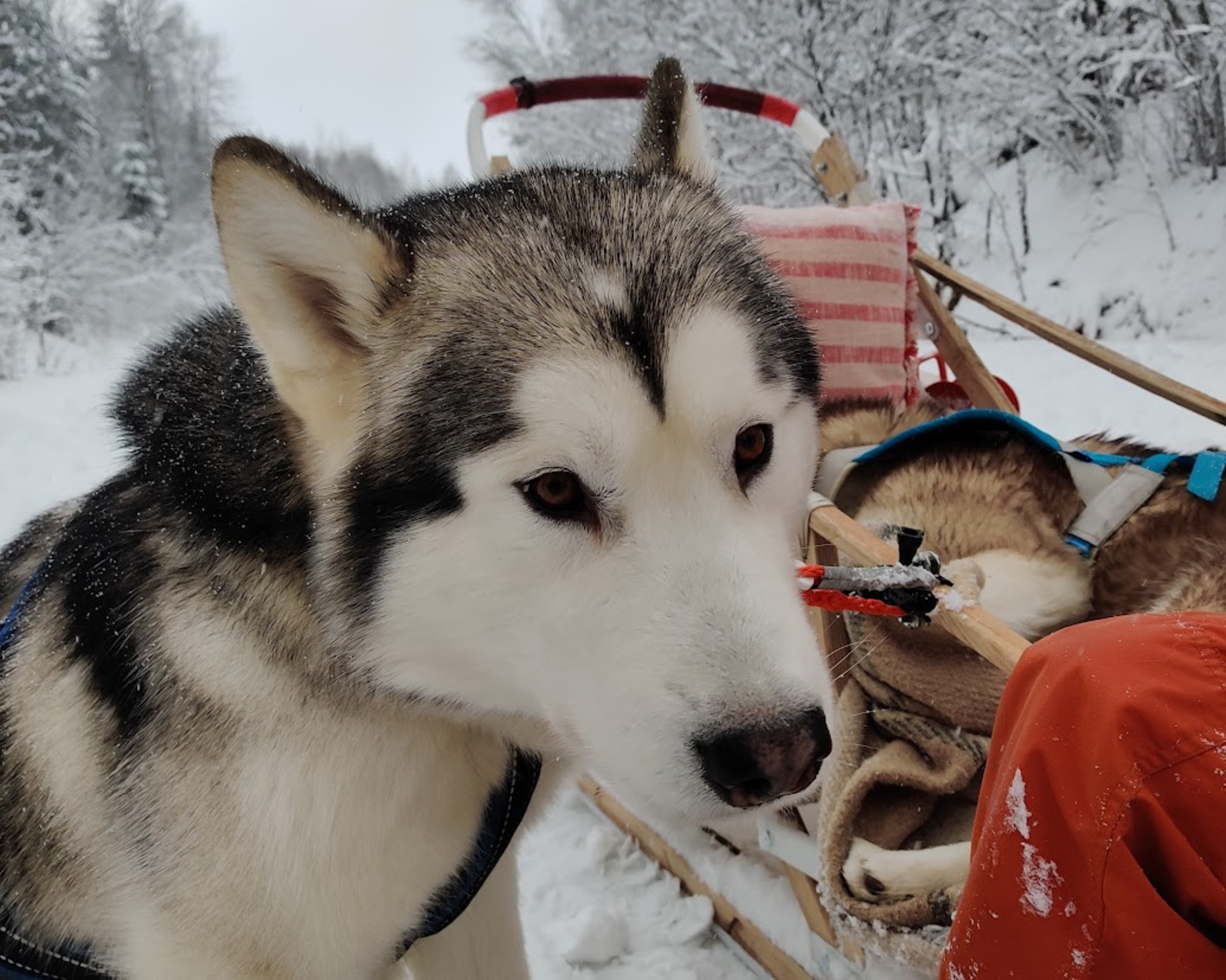 Malamuut kelgutamas Kõrvemaa metsarajal