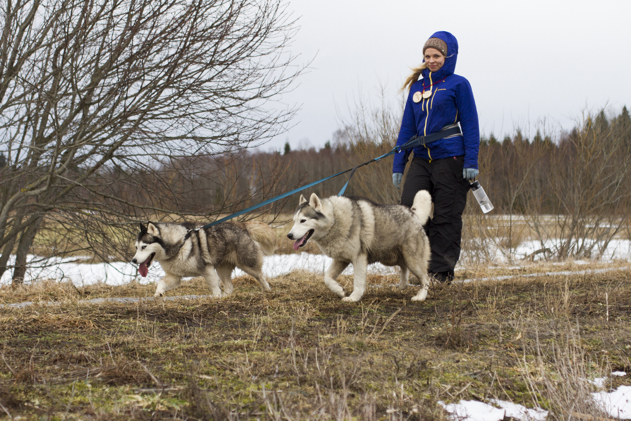 Cani-Cross Hike with Siberian Huskies in nature