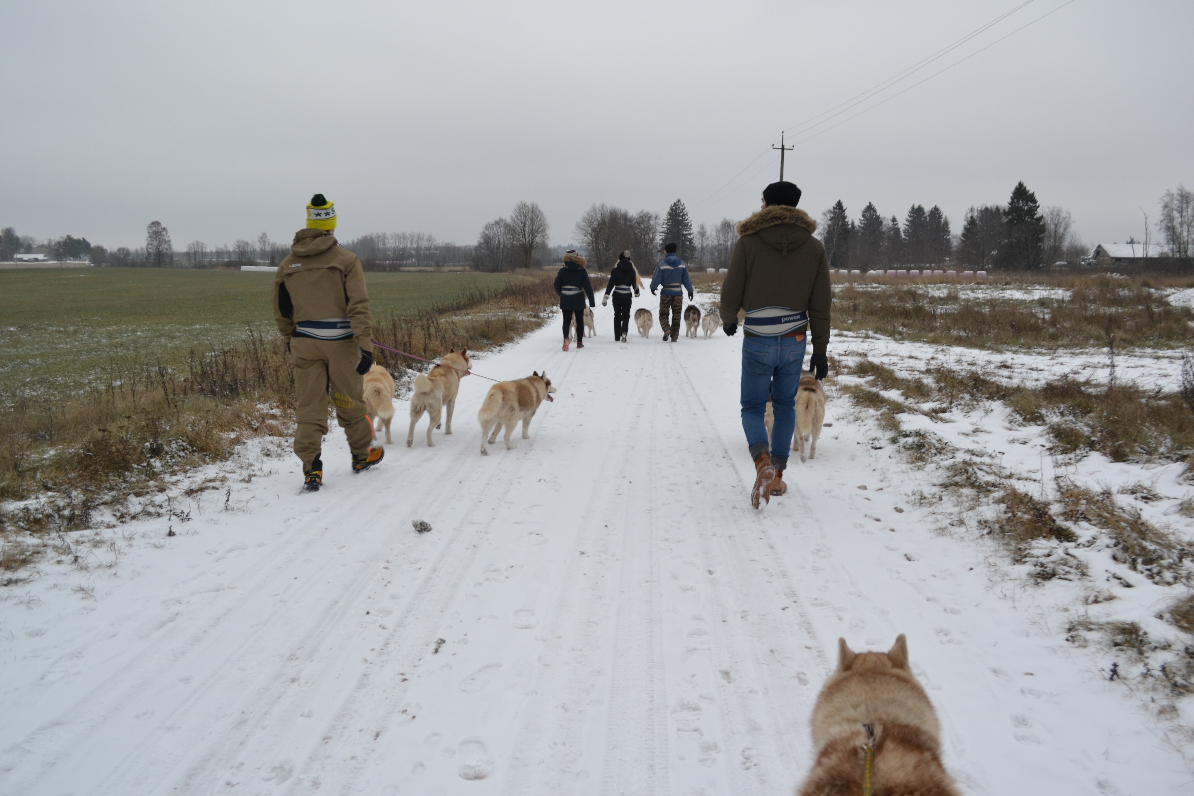 Group hikes with sled dogs in Harju County