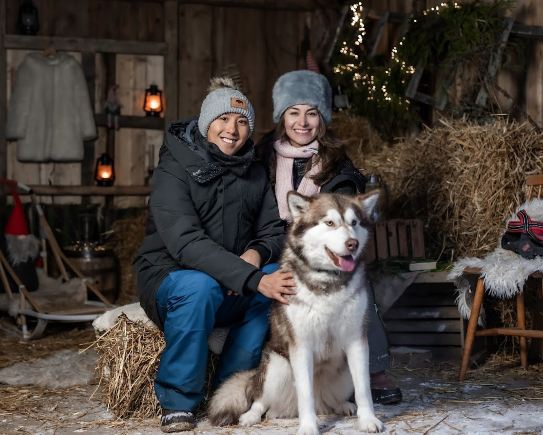 Huskies and Malamutes on a sled dog farm in Kõrvemaa