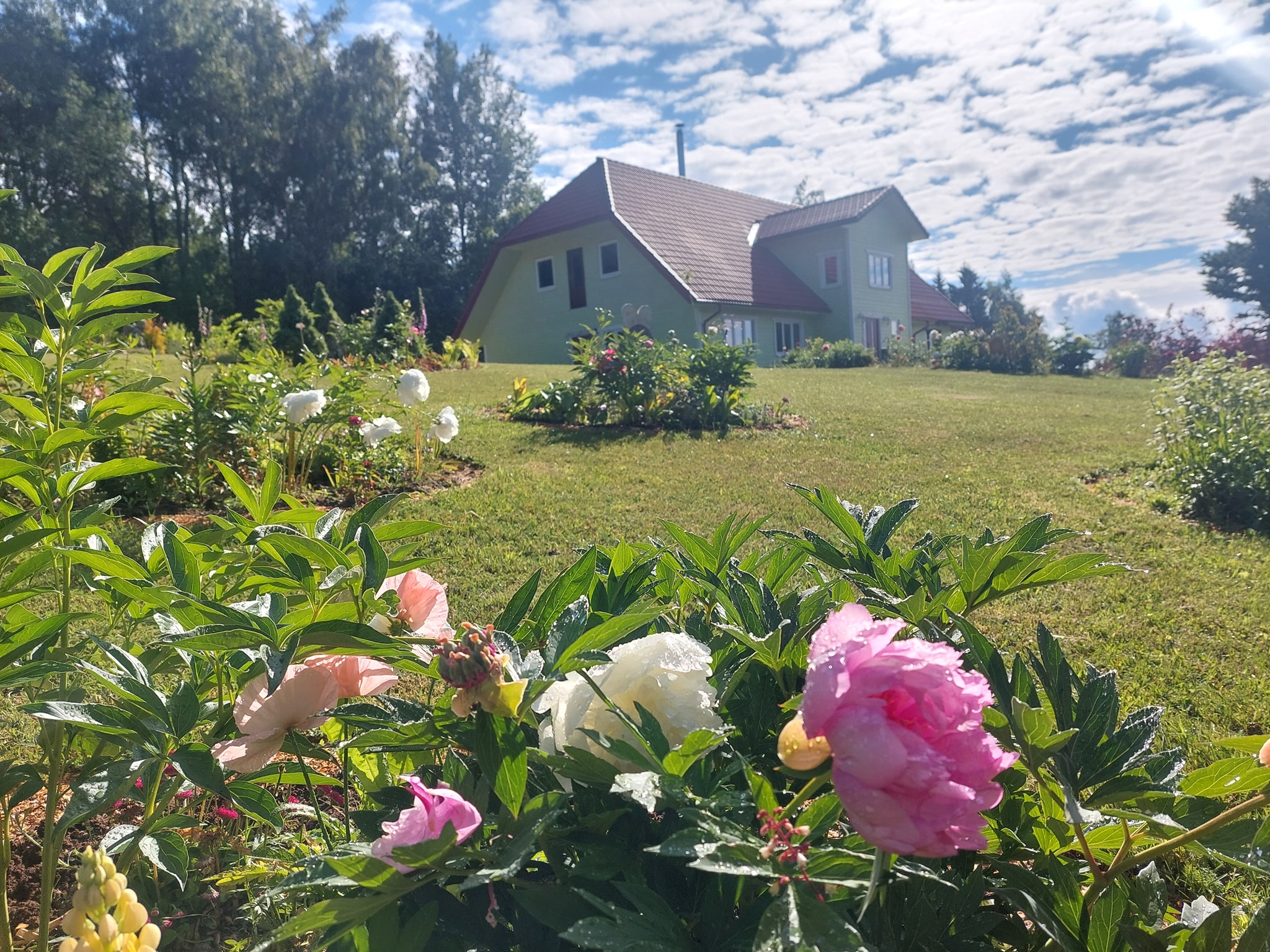 Pojengiaed ja Vaskna talu Roheline maja koos saunaga