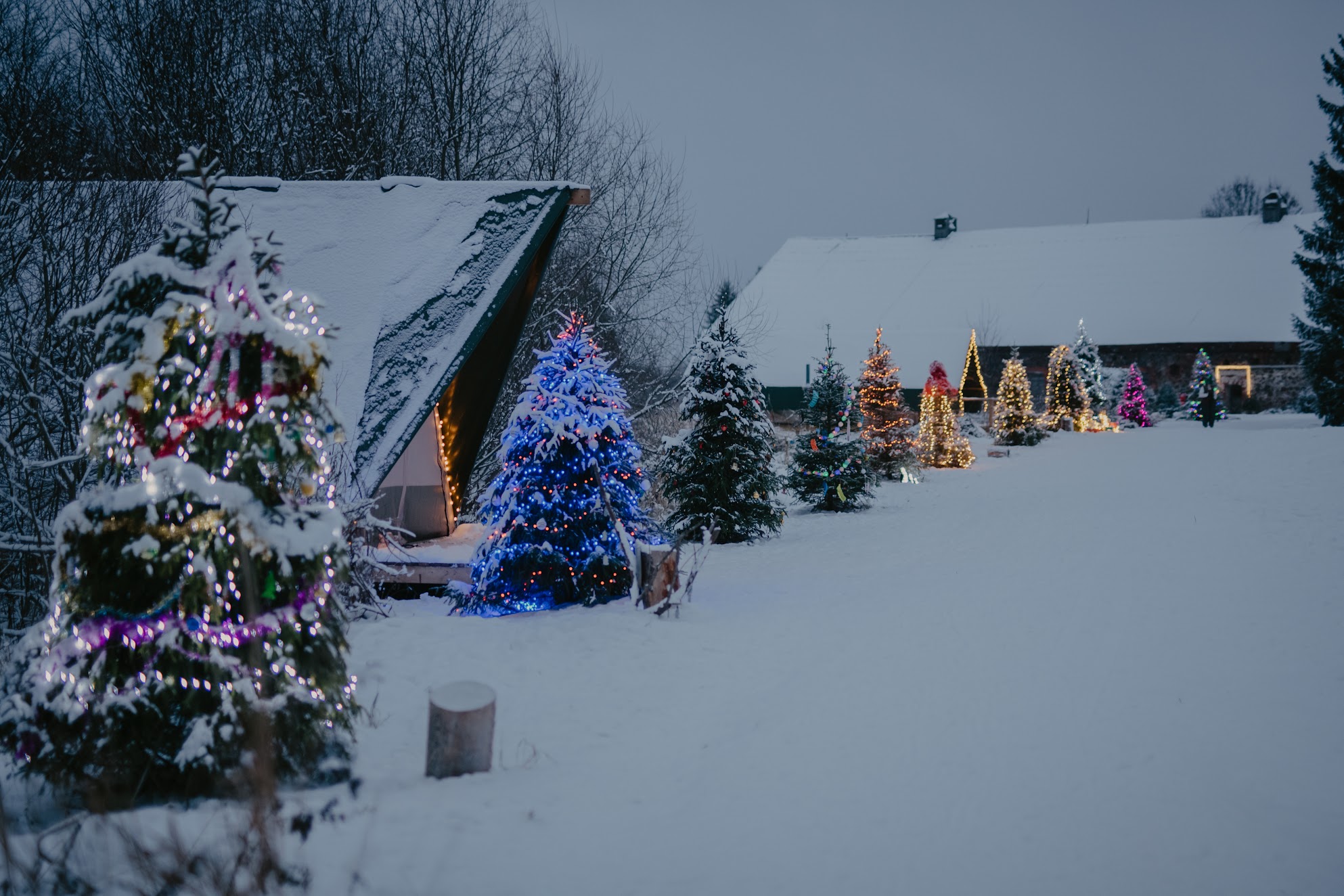 Ziemas ciema "Talveküla" egļu aleja