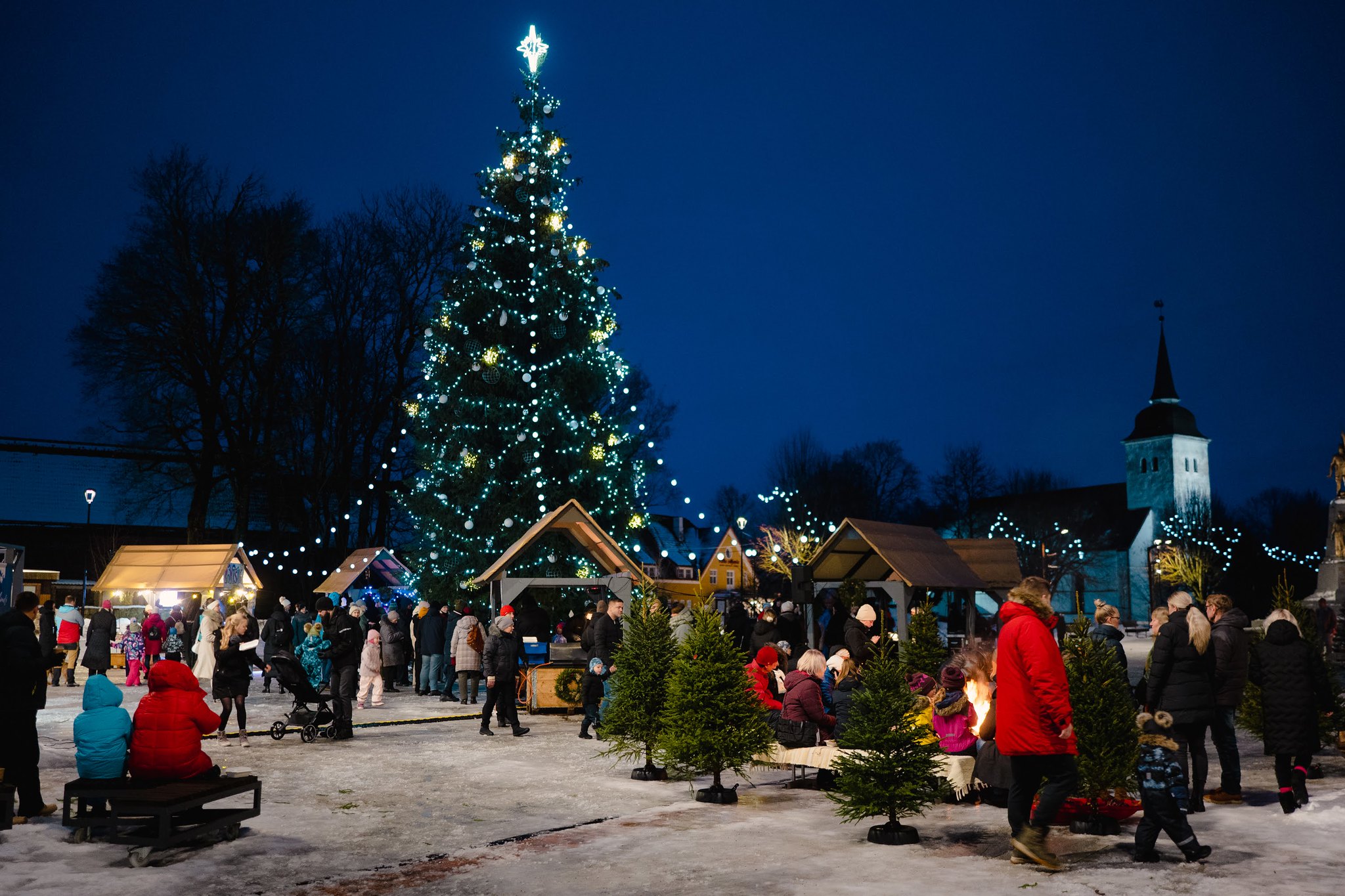 Kuuseupuu Viljandis Vabaduse platsil