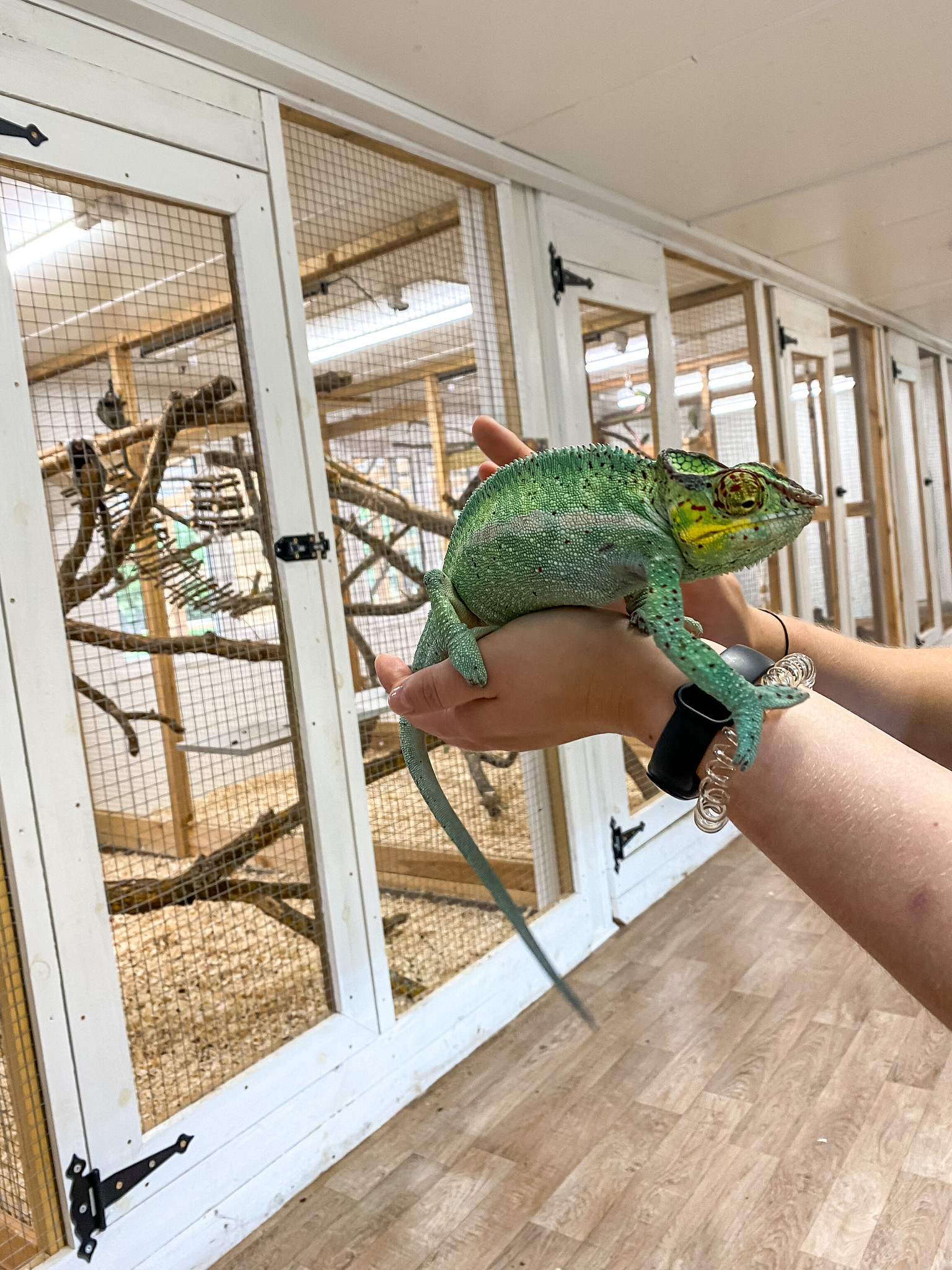 Dodieties brīnišķīgi pavadīt laiku mūsu saimniecības "Kaasiku" zoodārzā un sastopieties ar dažādiem dzīvniekiem! Mūsu saimniecībā dzīvo vairāk nekā 10