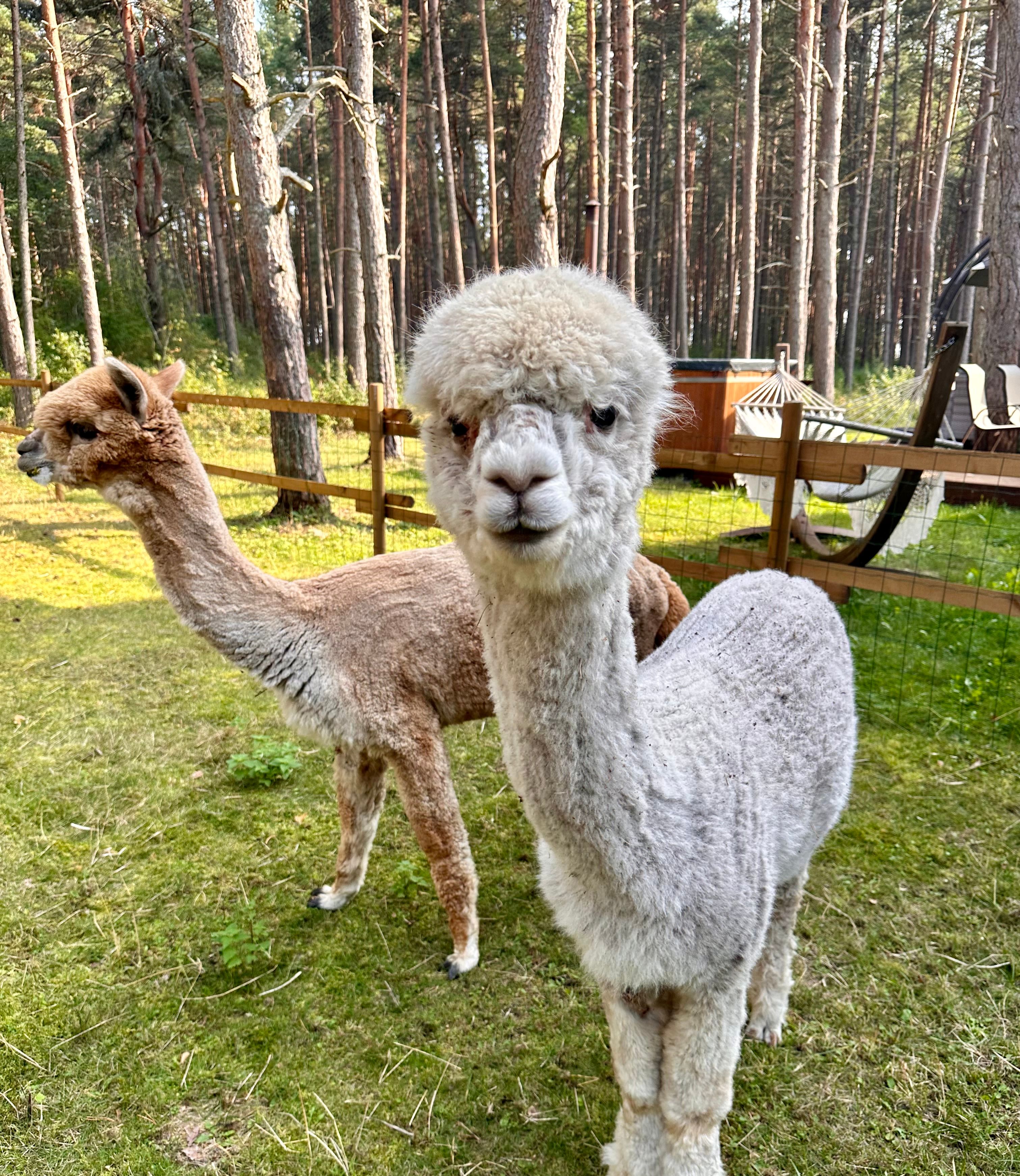 Lennart ja Mikk ootavad külalisi