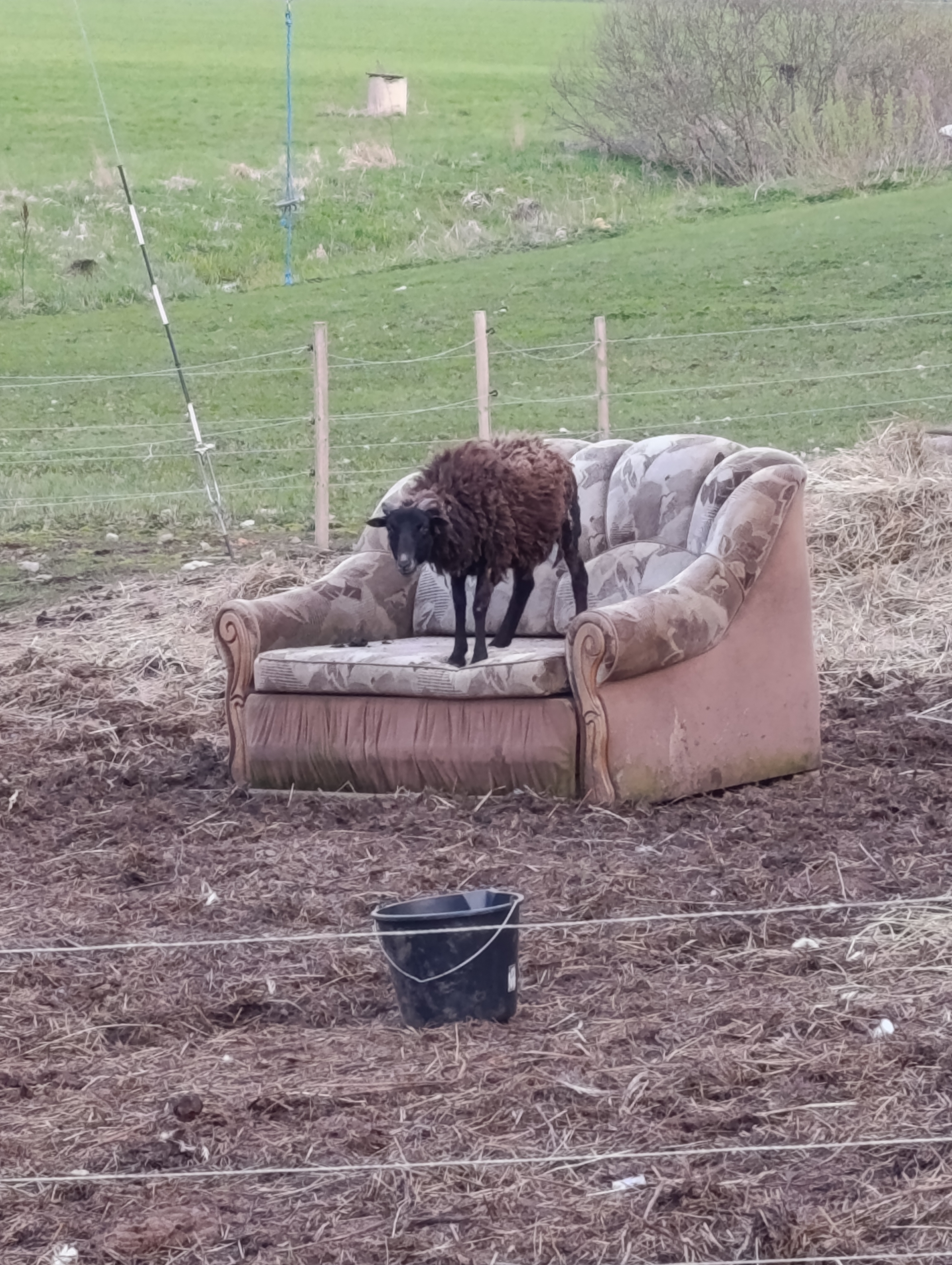 Lammas Sass hobitalus "Talu ja loomad"