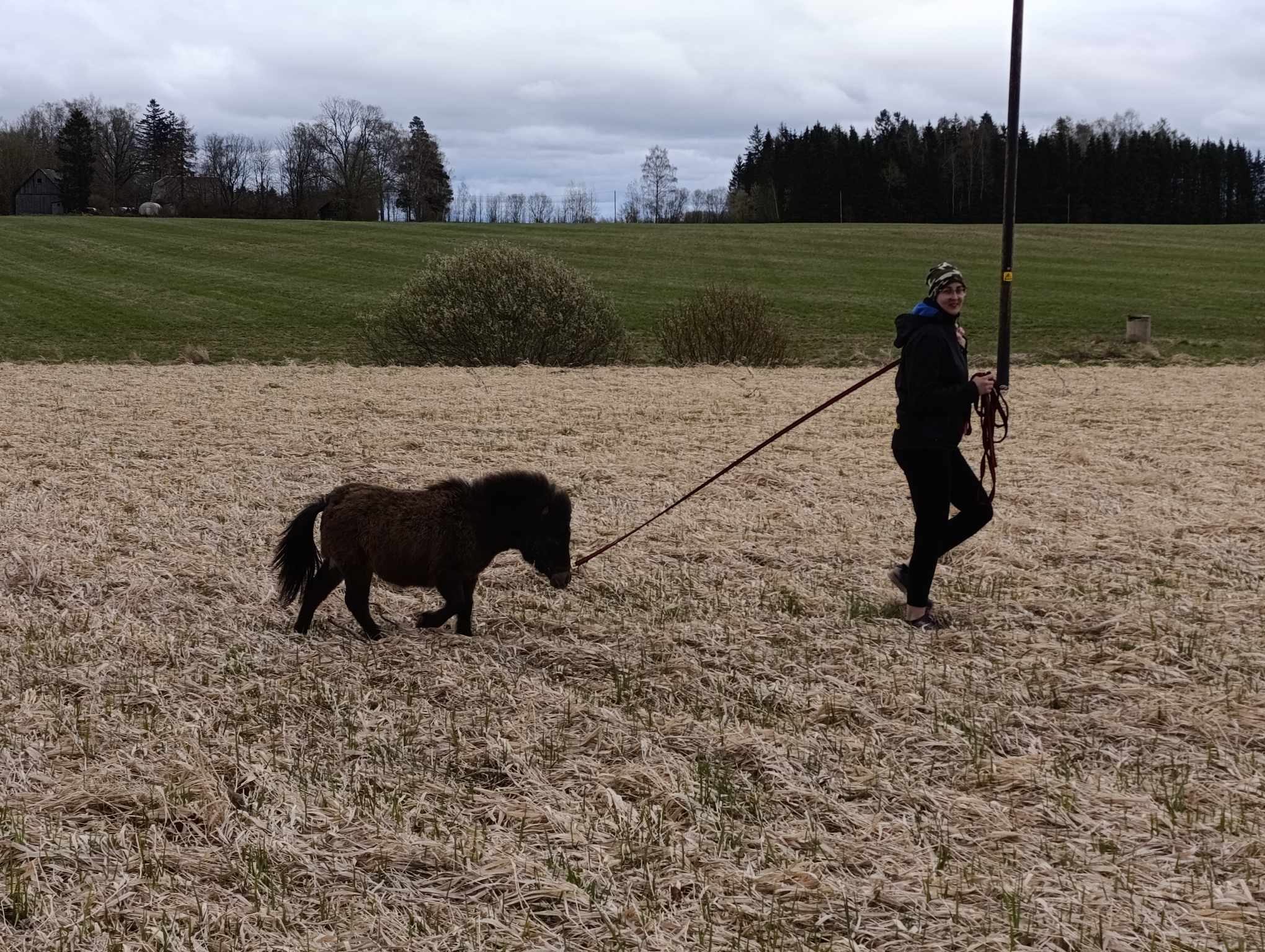 Hobitalu "Talu ja loomad" Eesti väikeponi Devin