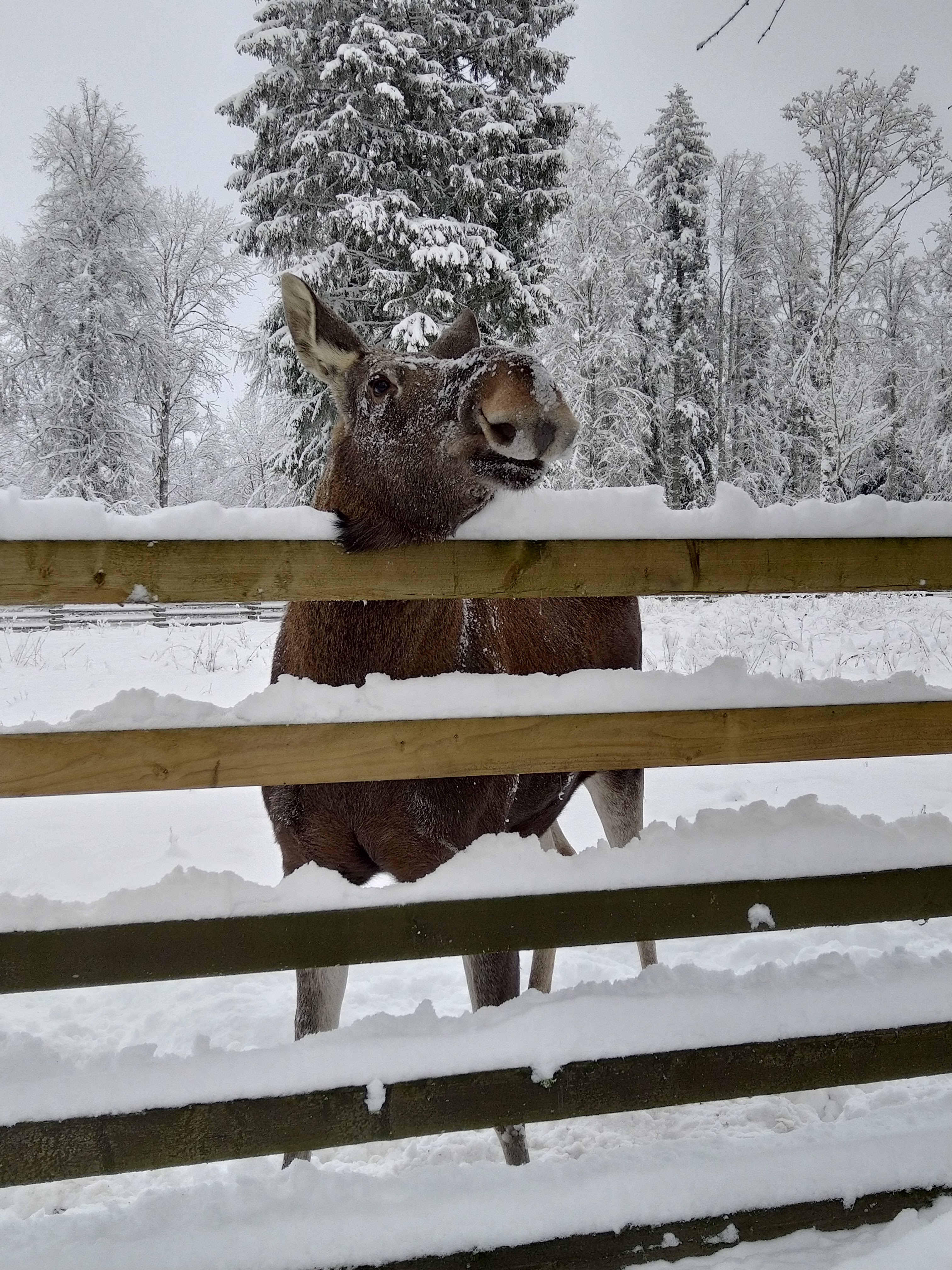 Põder külastajaid uudistamas