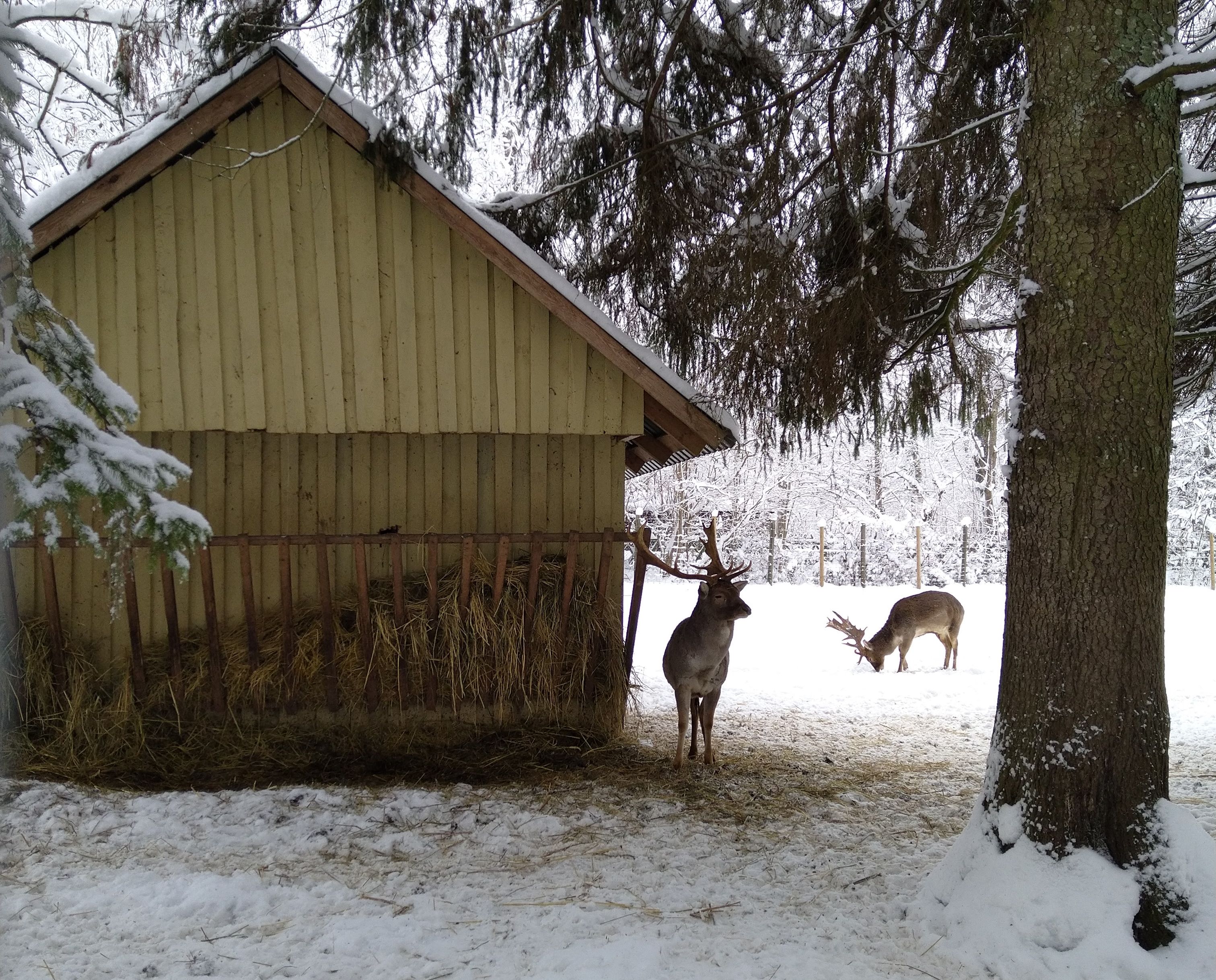 Dzīvnieku parka iedzīvotāji baudot sniegu