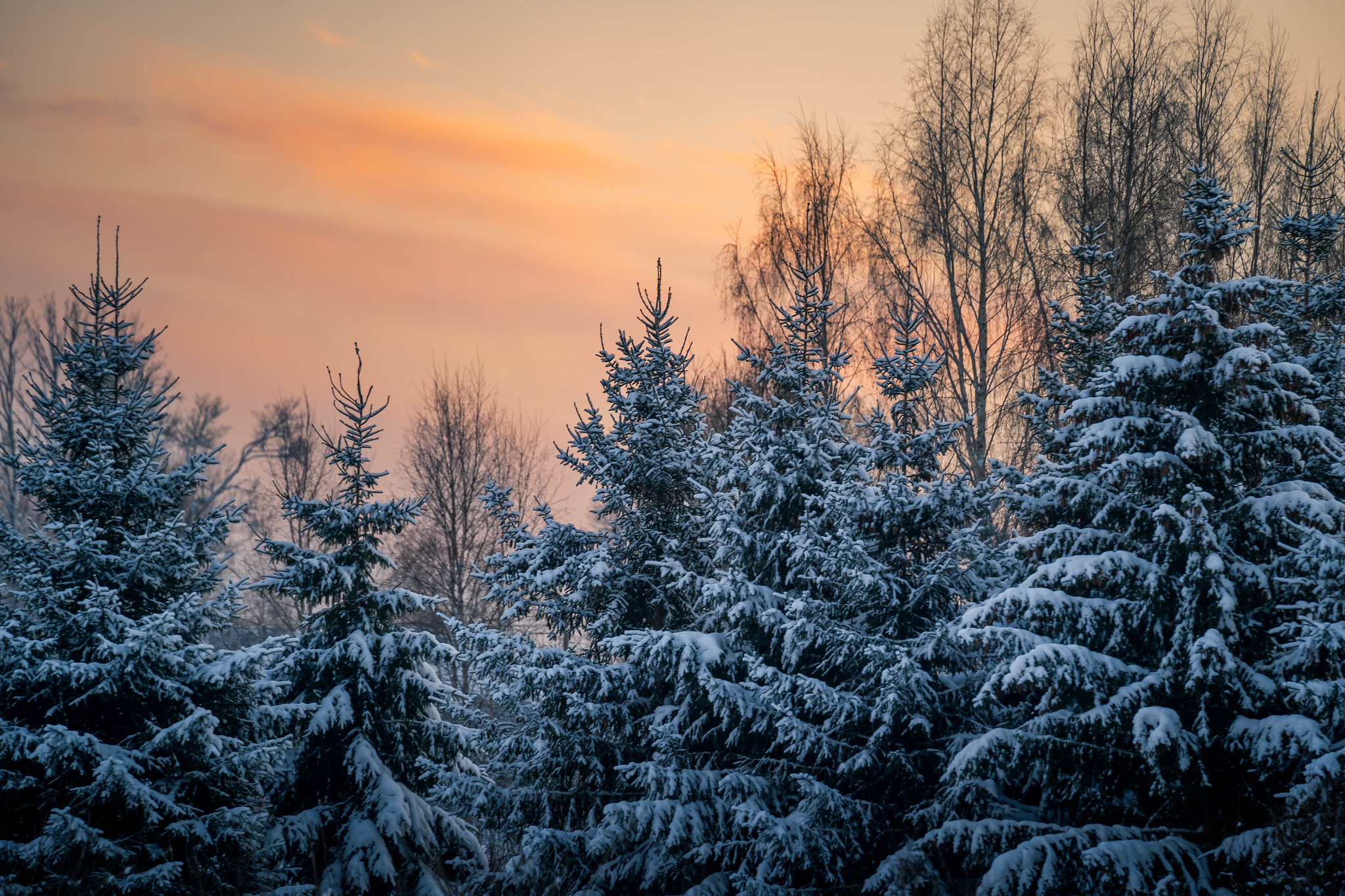 Päikese mäng talvises metsas