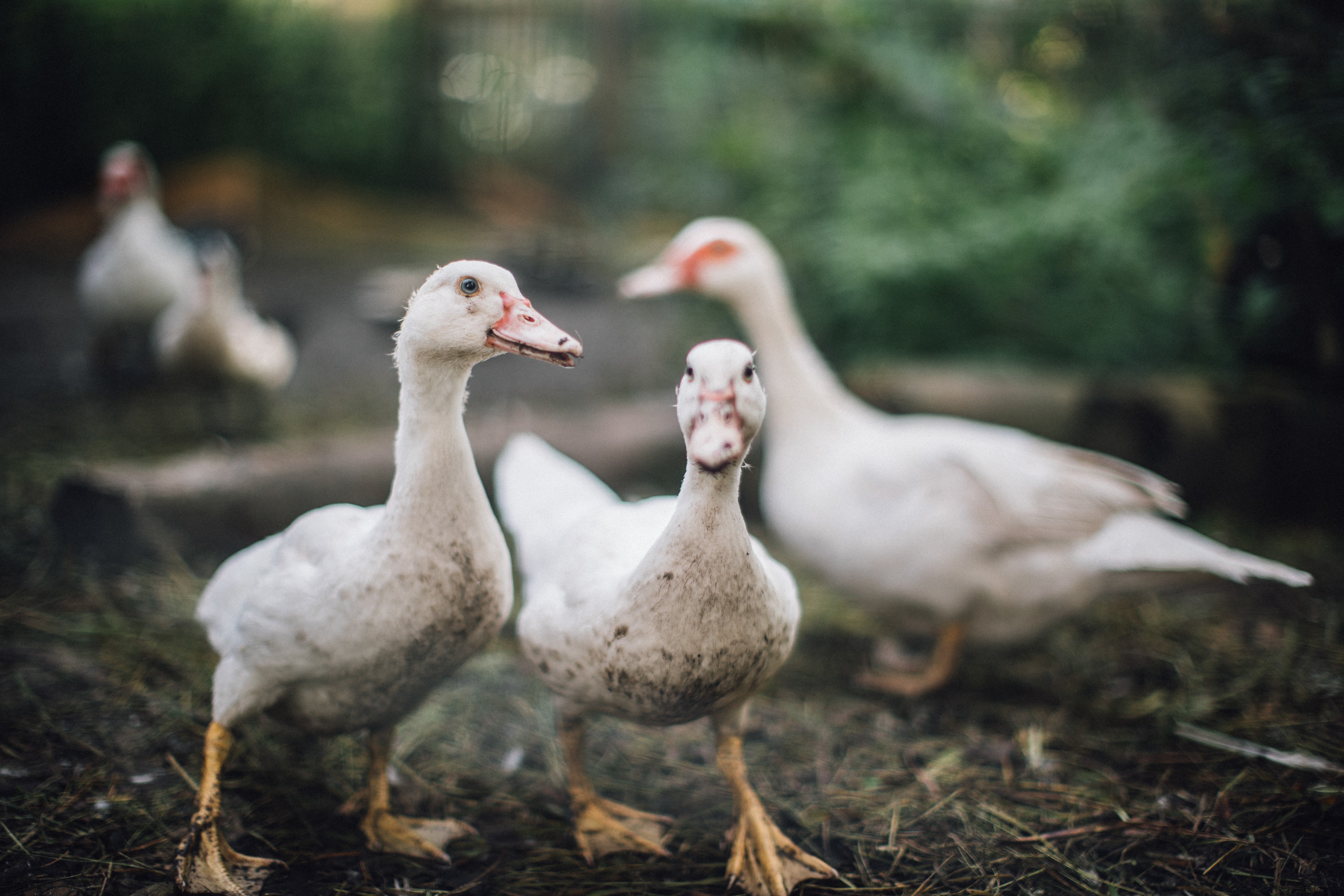 Domestic animals in Tipu Nature School