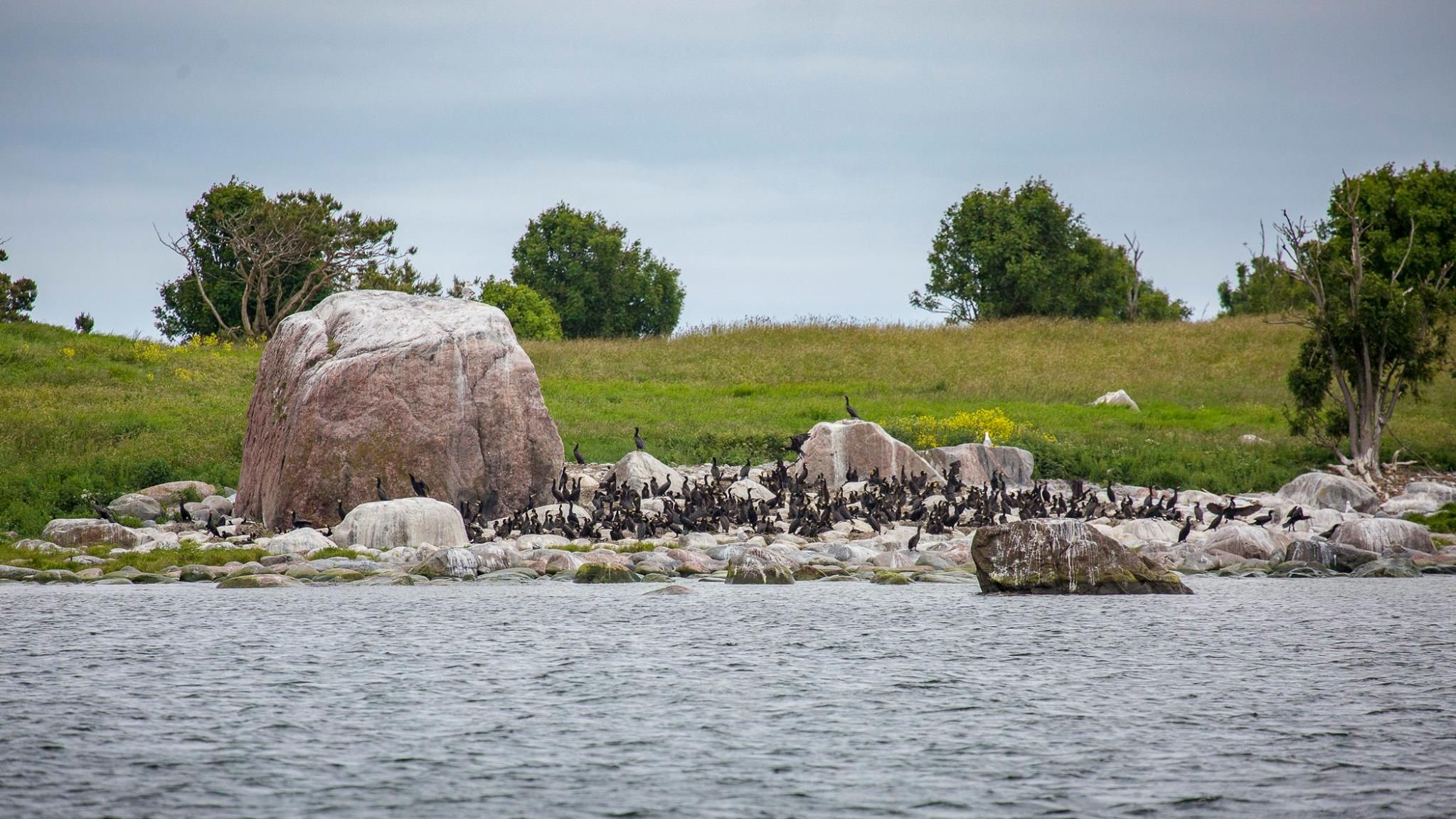 Birds on Malusi islands