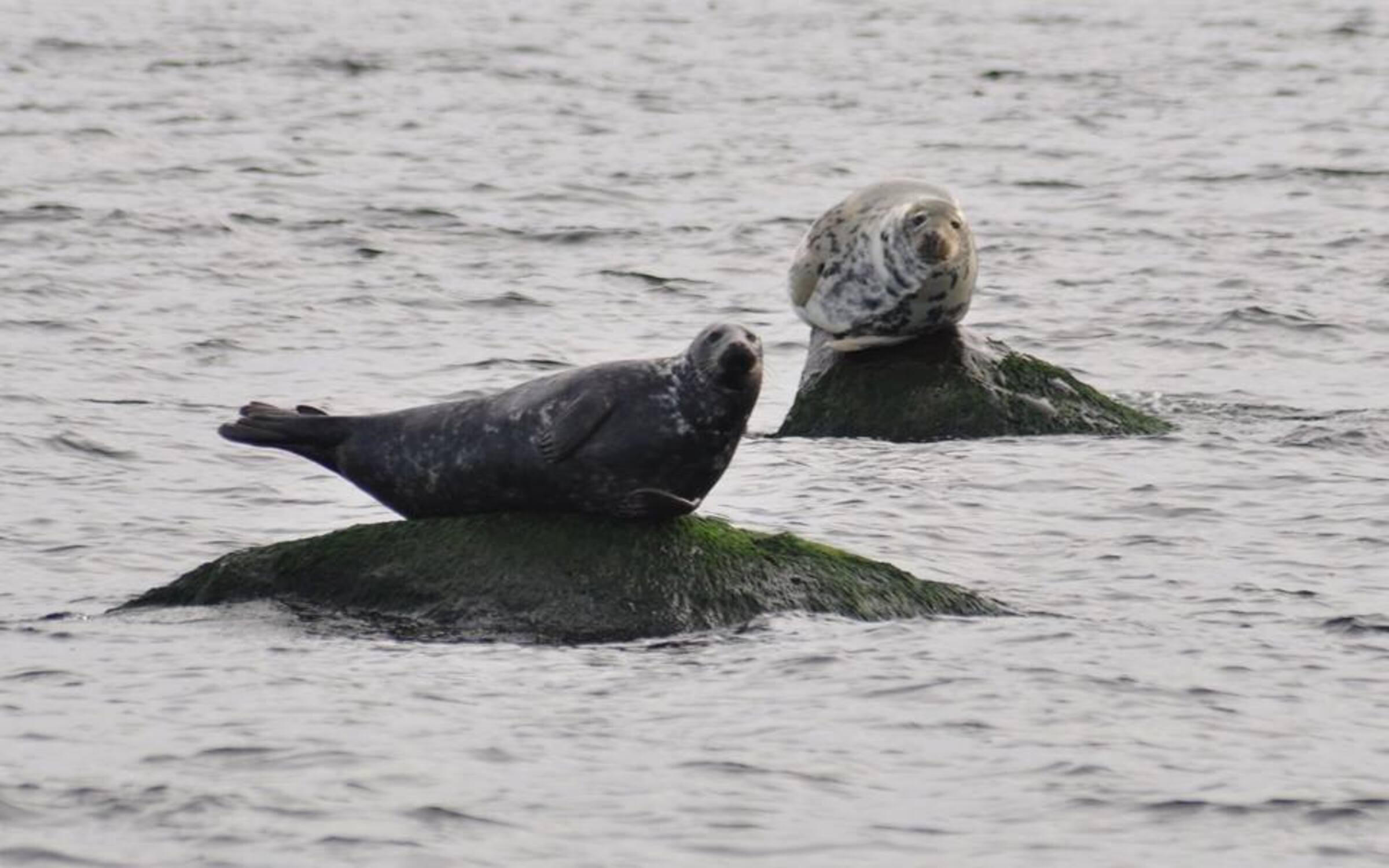 Seals on rocks on Malusi islands