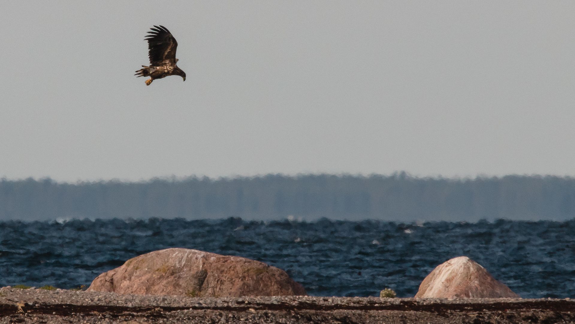 Eagle flight on Kolga Bay