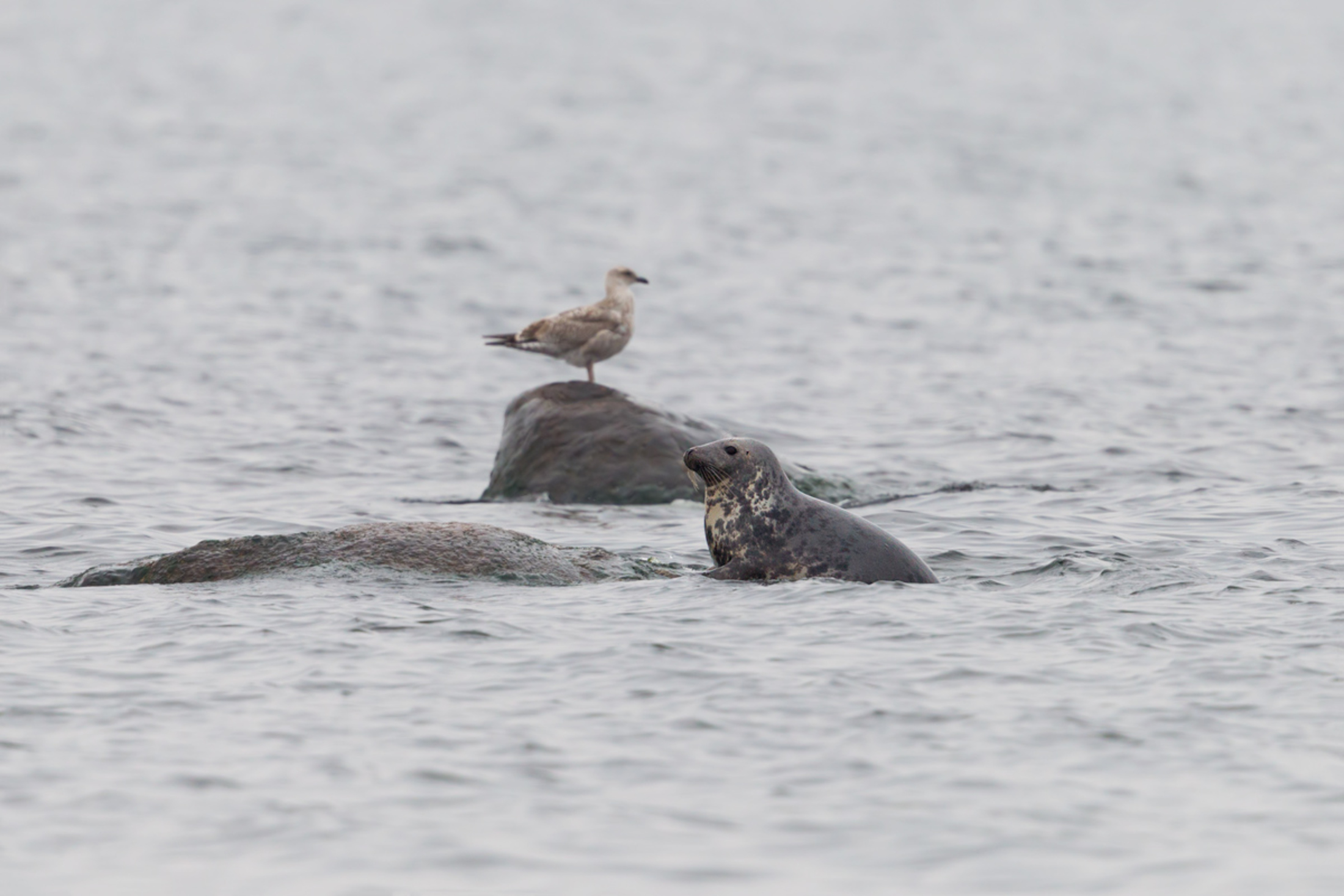 Seal Observation Trips among the Islands of Kolga Bay