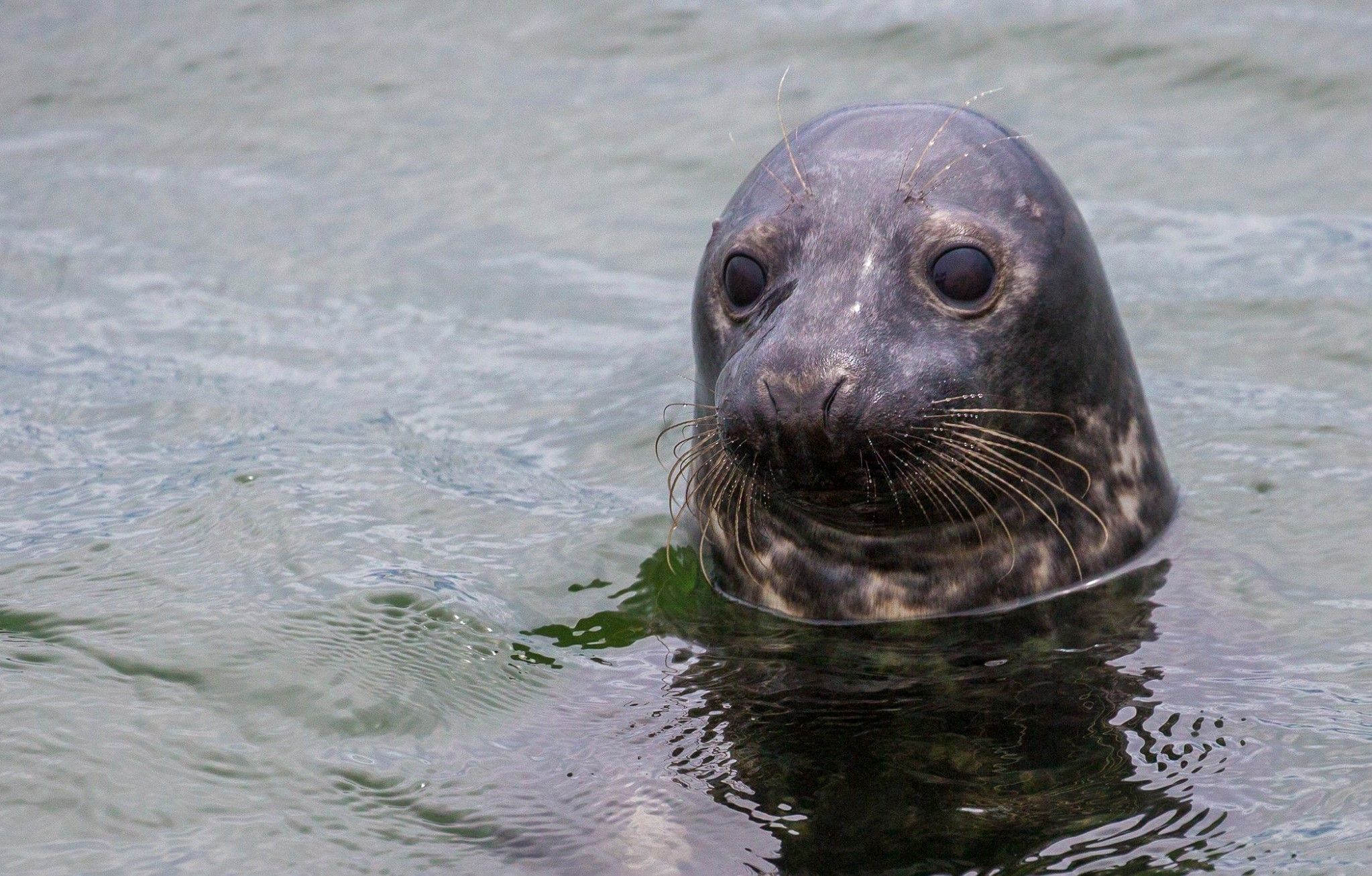 Seal at Kolga bay