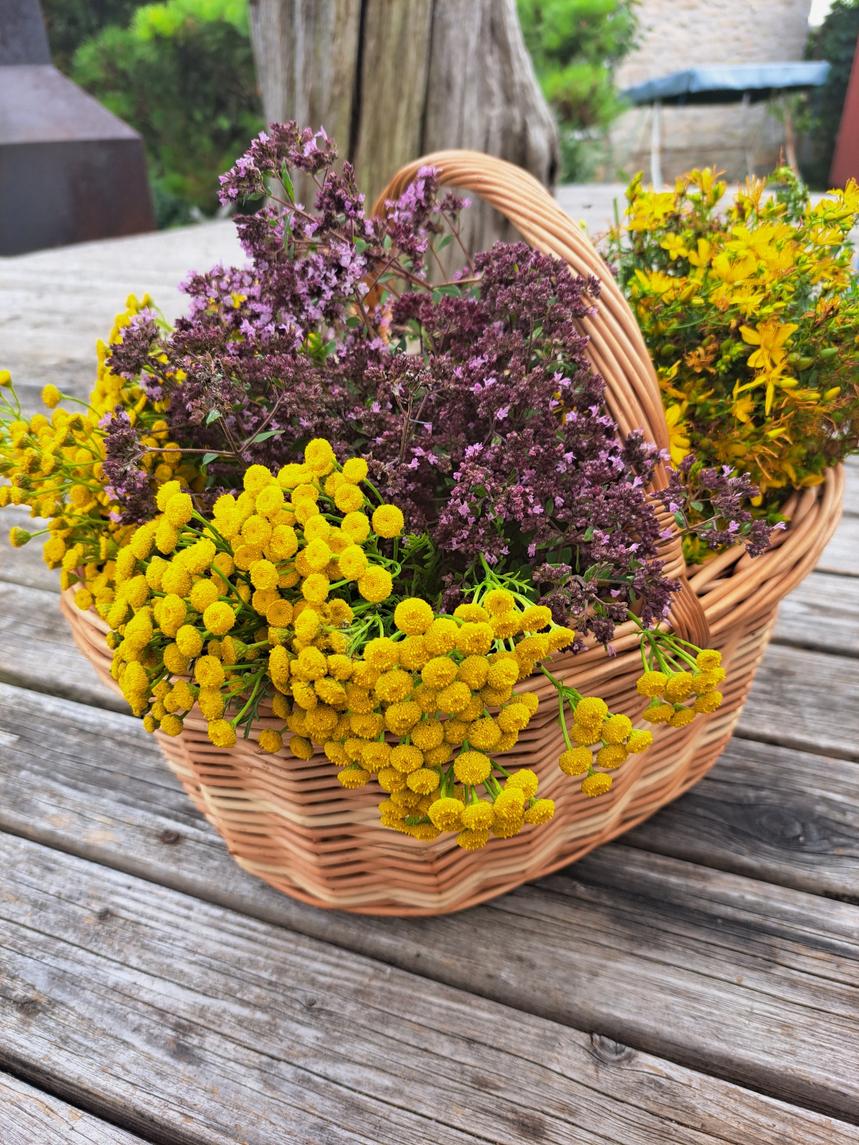 Medicinal herbs of Estonia