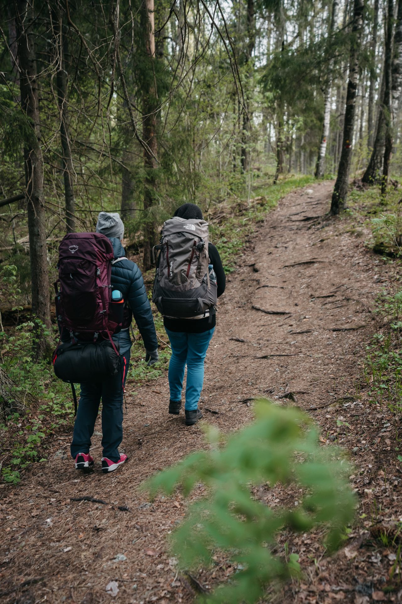 Hiking on a forest trail