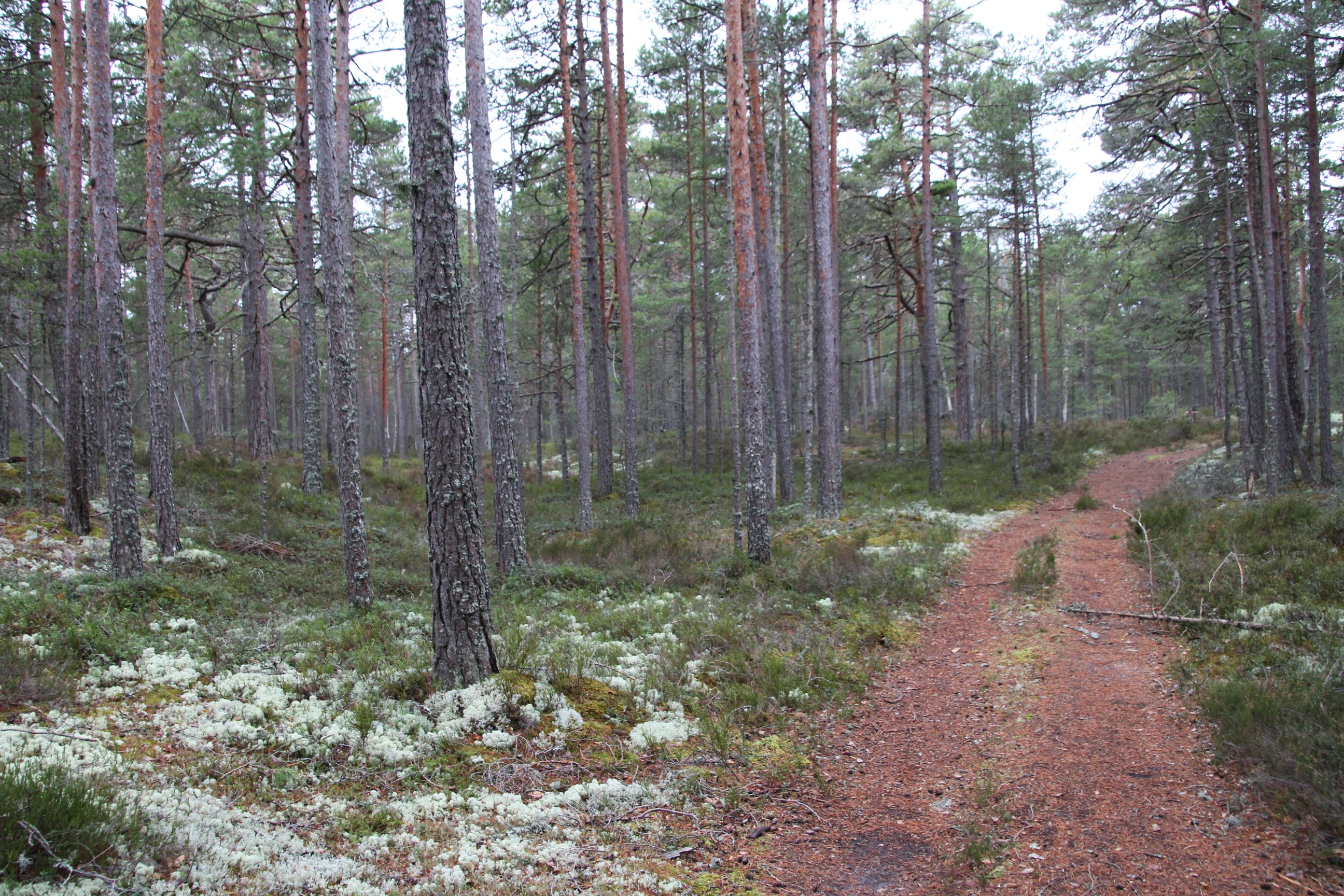 Peraküla
