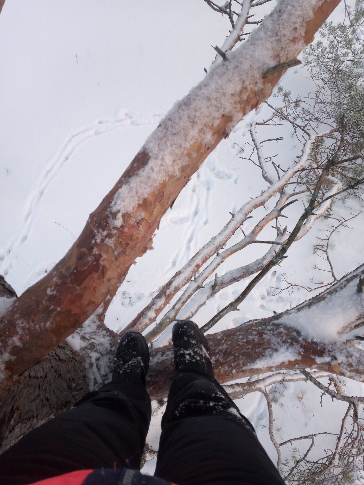Geopeituse aarete otsimine viib vahel ka puu otsa.