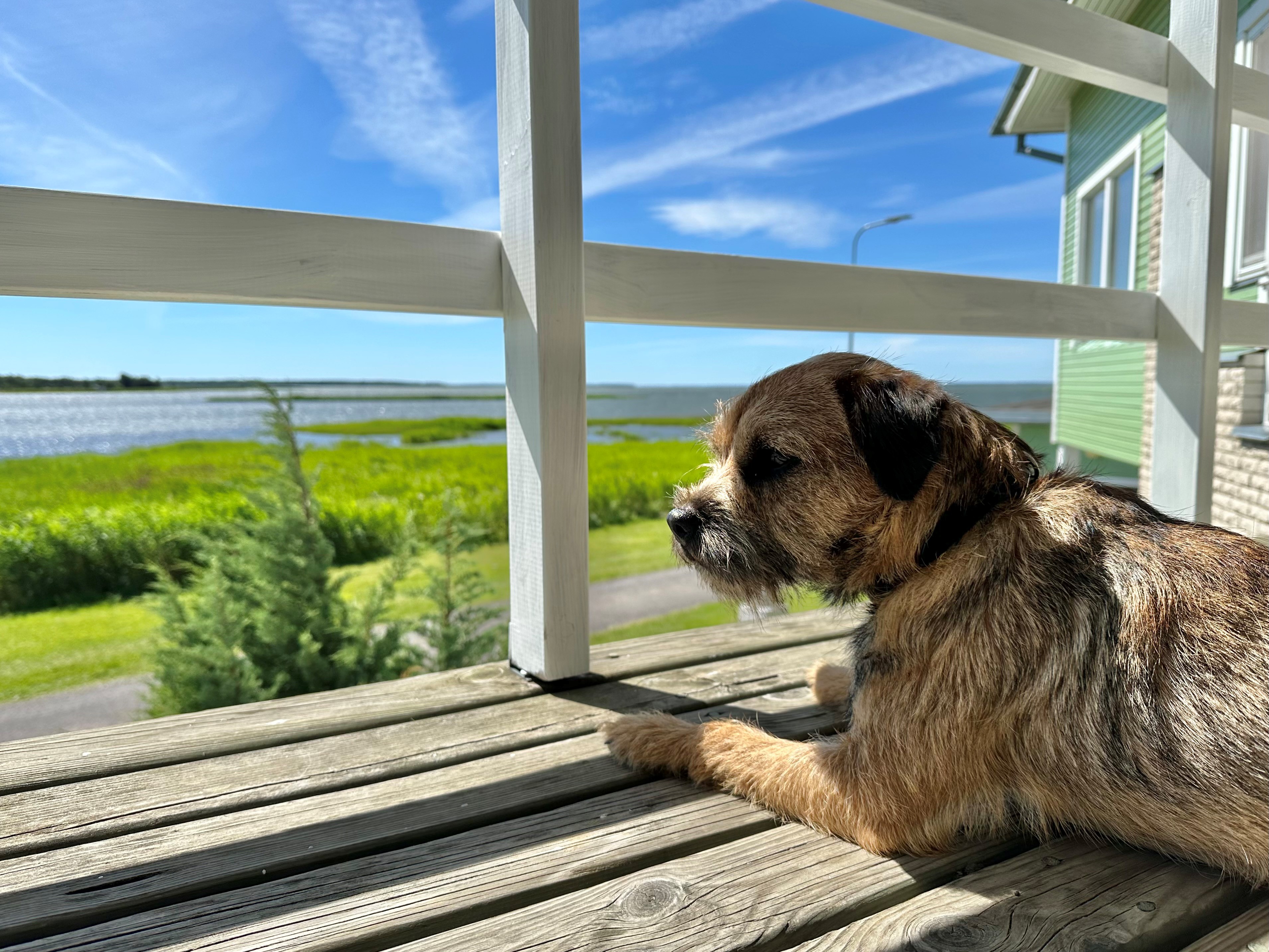 We're waiting for nice pets to visit!