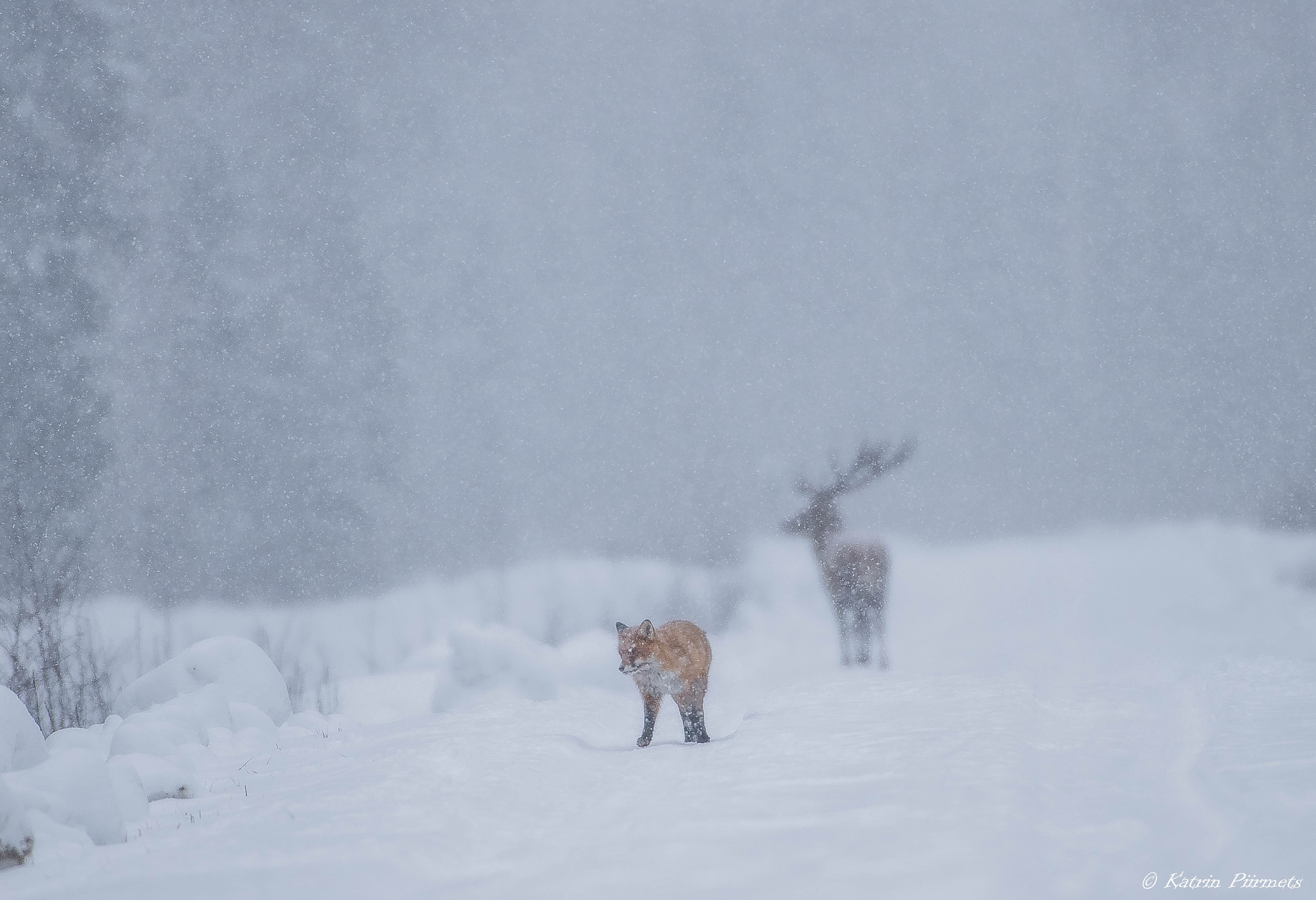 he wildlife watching safari at Toosikannu in winter