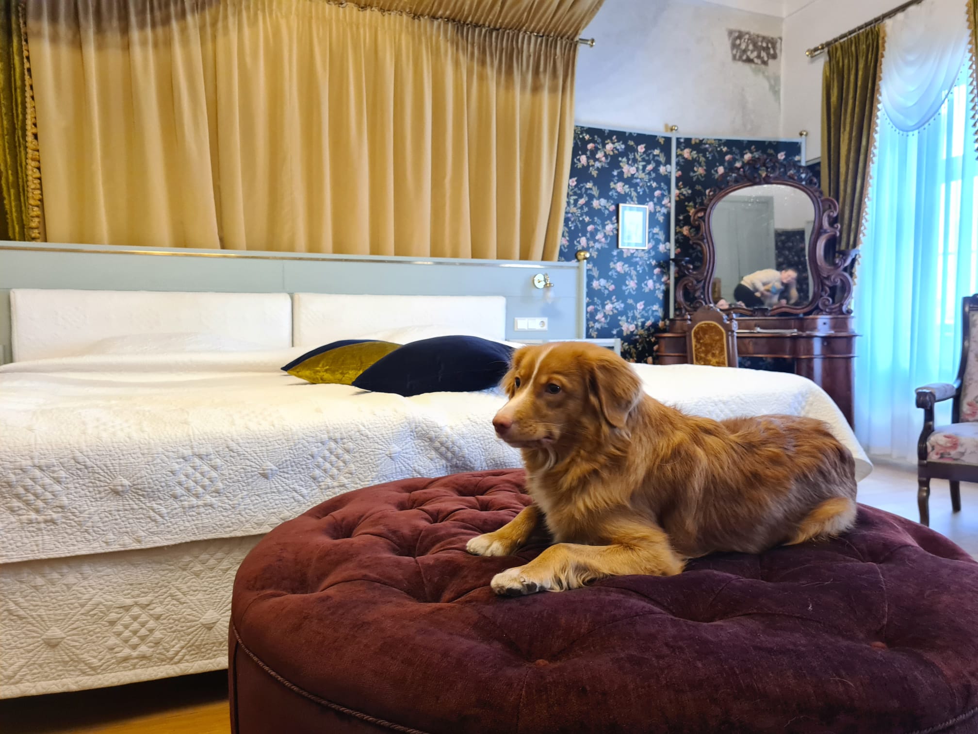 Pet-friendly hotel