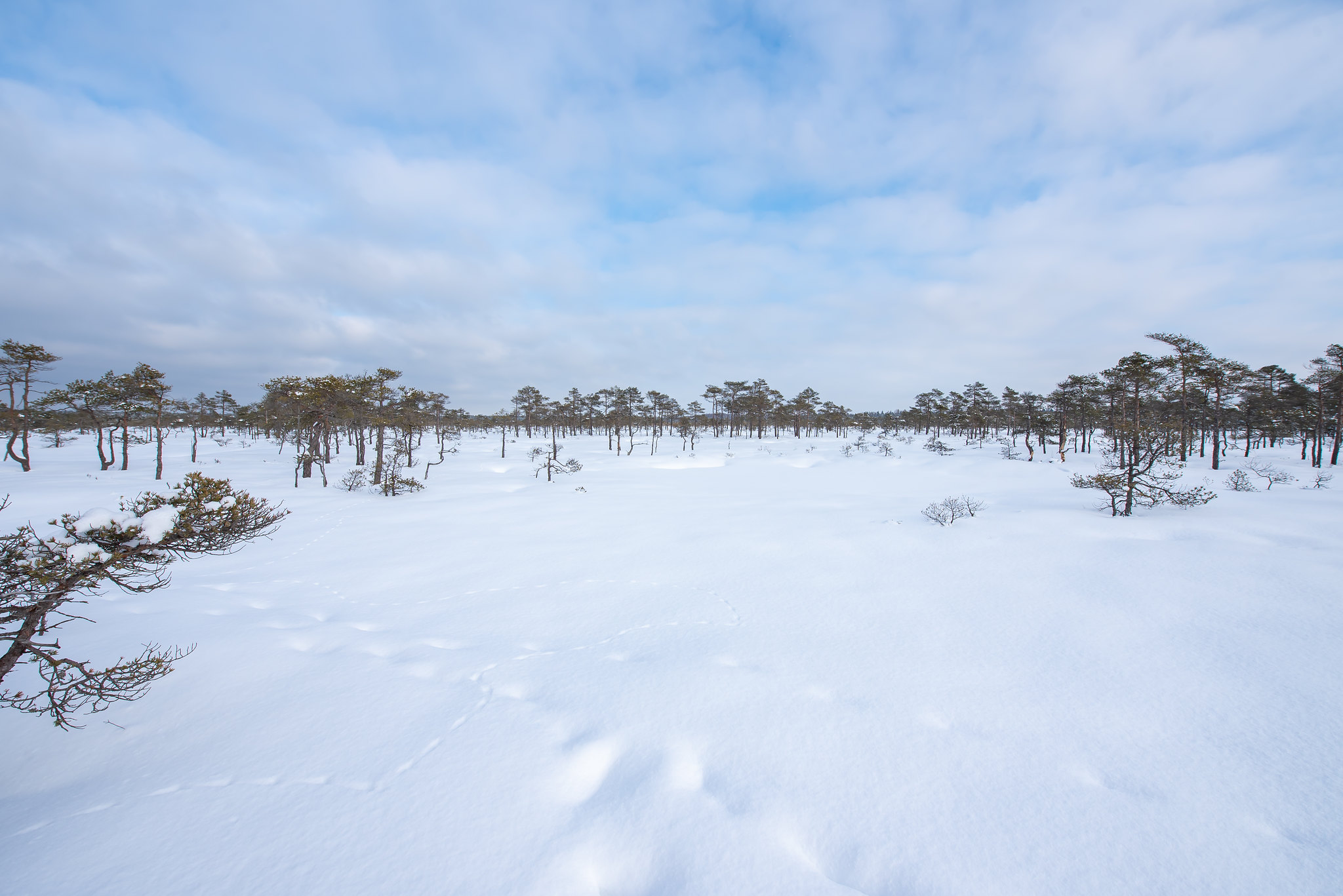 Nature trail across the bog