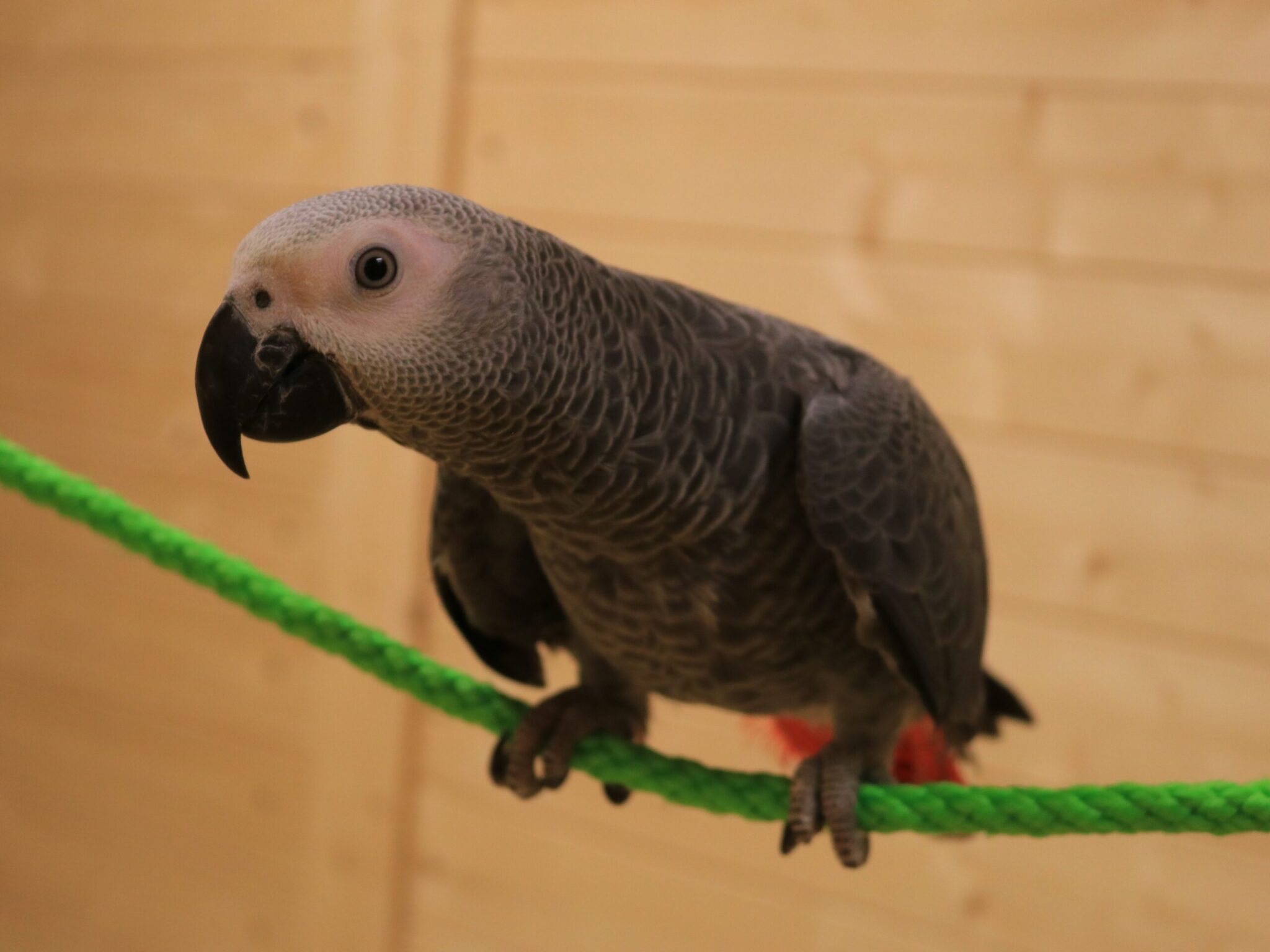 Graupapagei