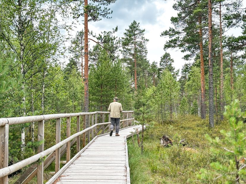 Tudu rabajärv ja metsaonn