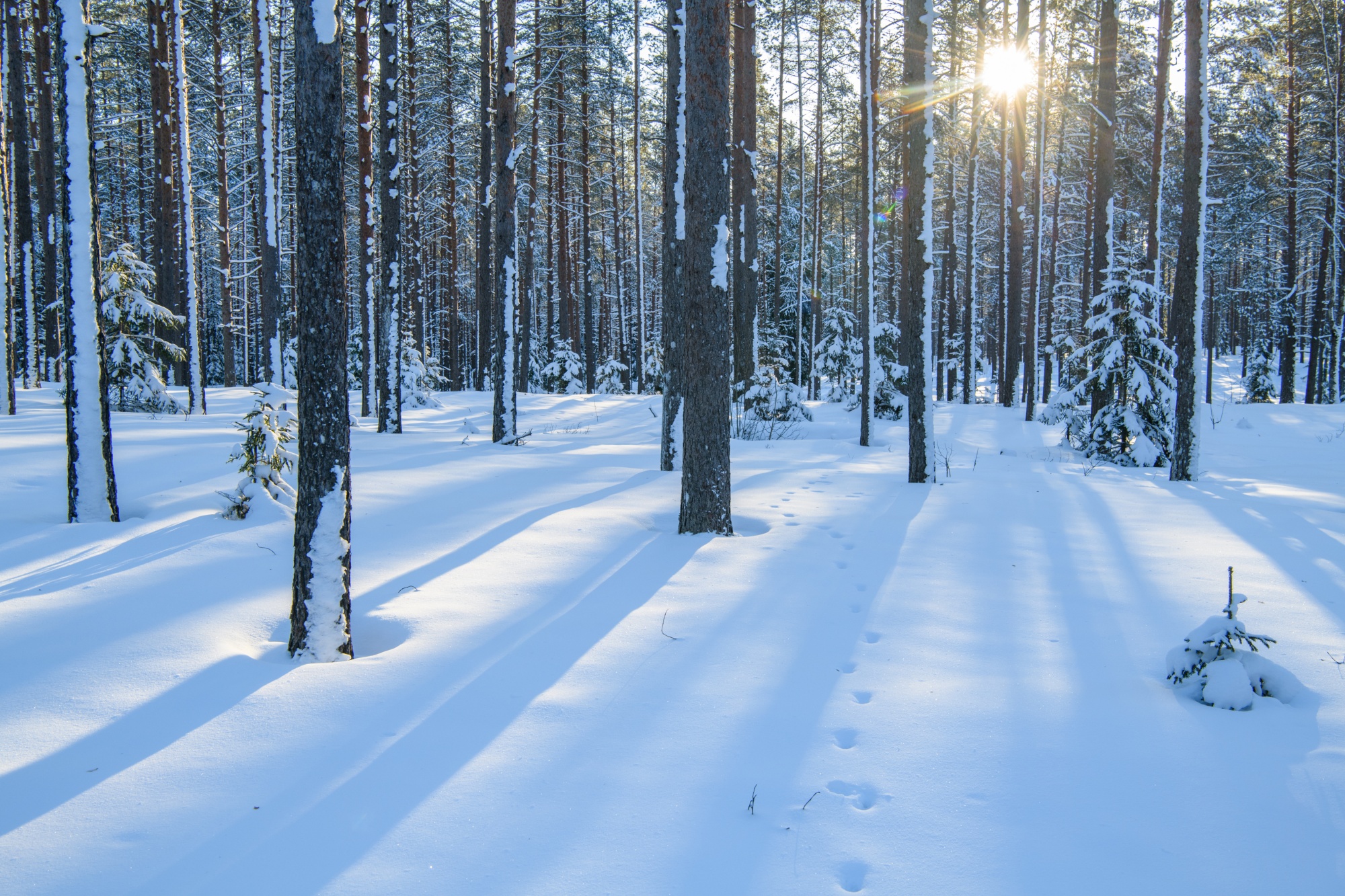 Kurtna järvestik ja mets talvel