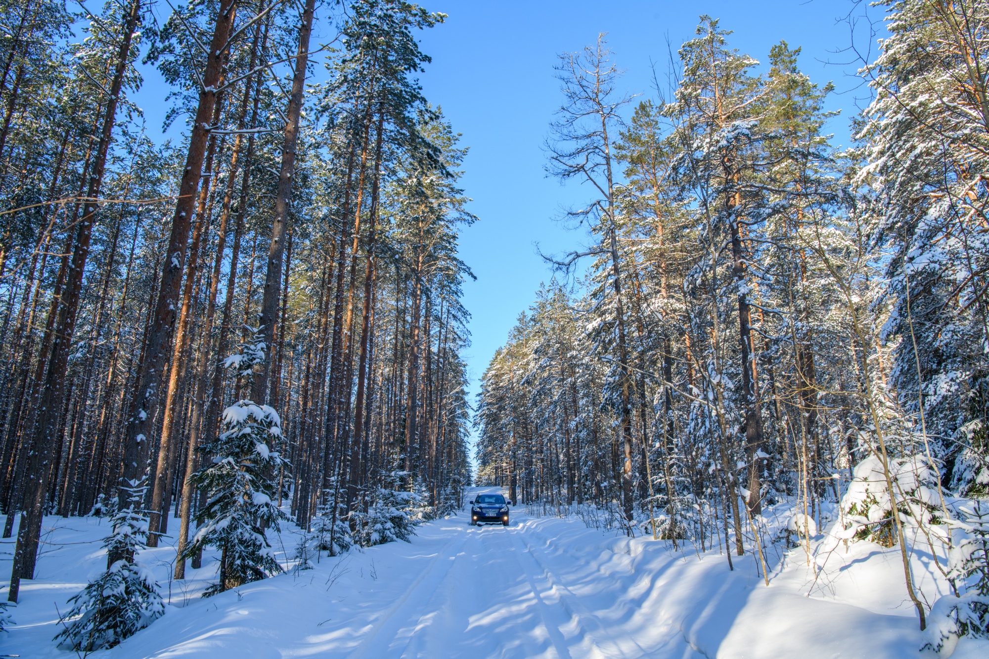 Kurtna järvestikus metsatee