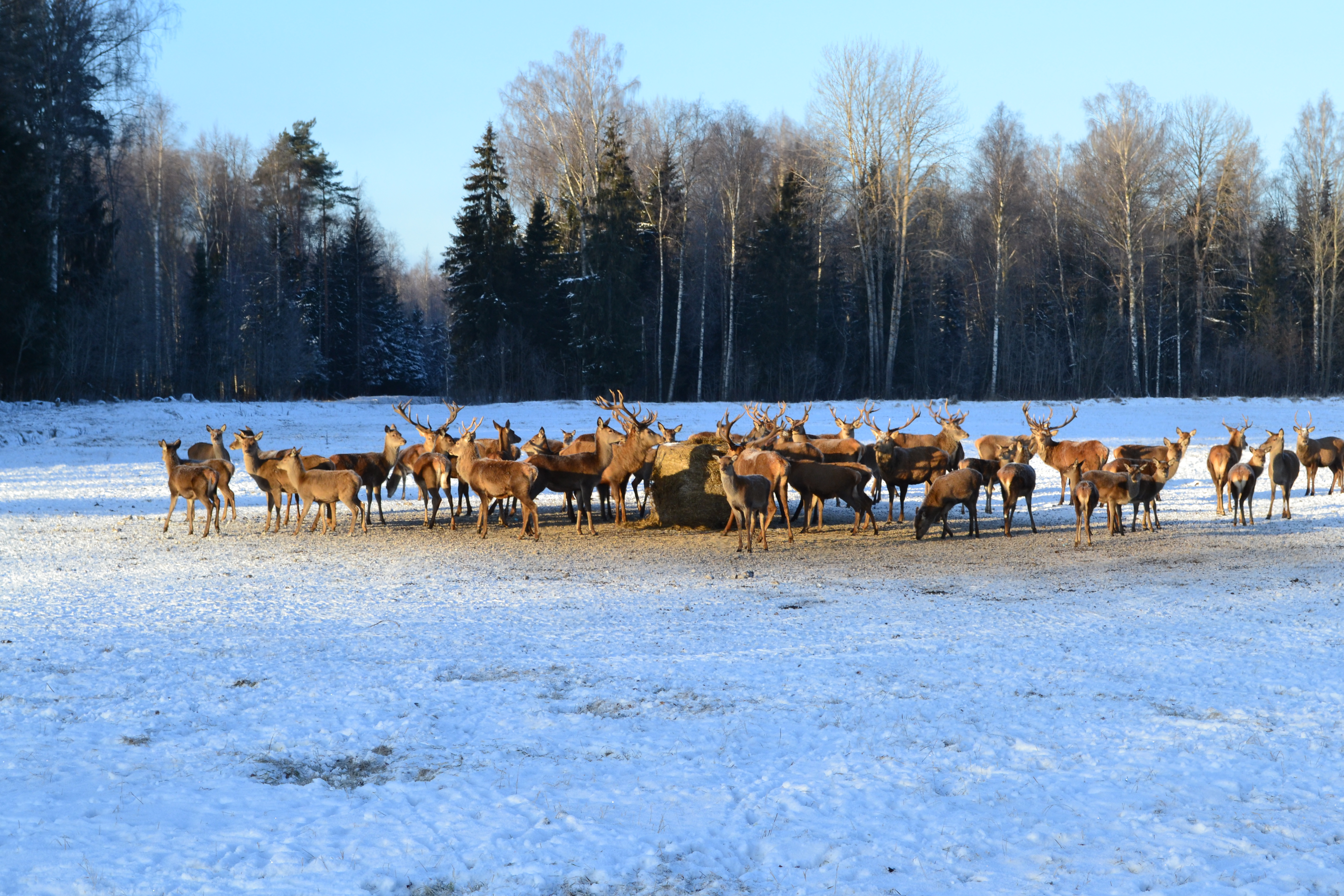 The wildlife watching safari at Toosikannu in winter